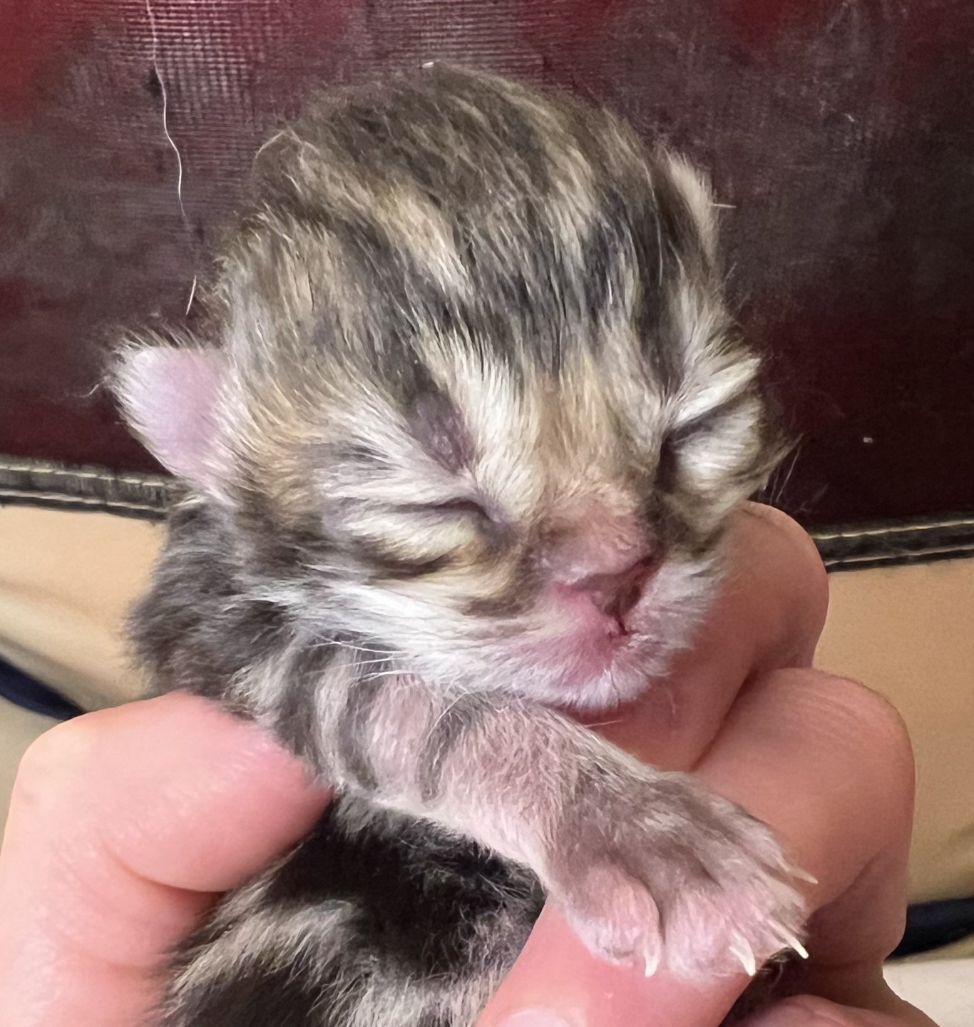 kitten British Longhair brown blotched tabby Jack Abunda NO*Superpusen