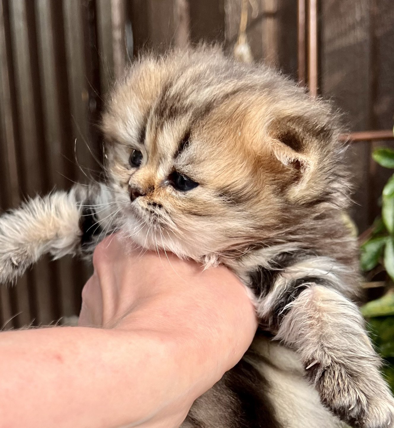 kitten British Longhair brown blotched tabby Jack Abunda NO*Superpusen