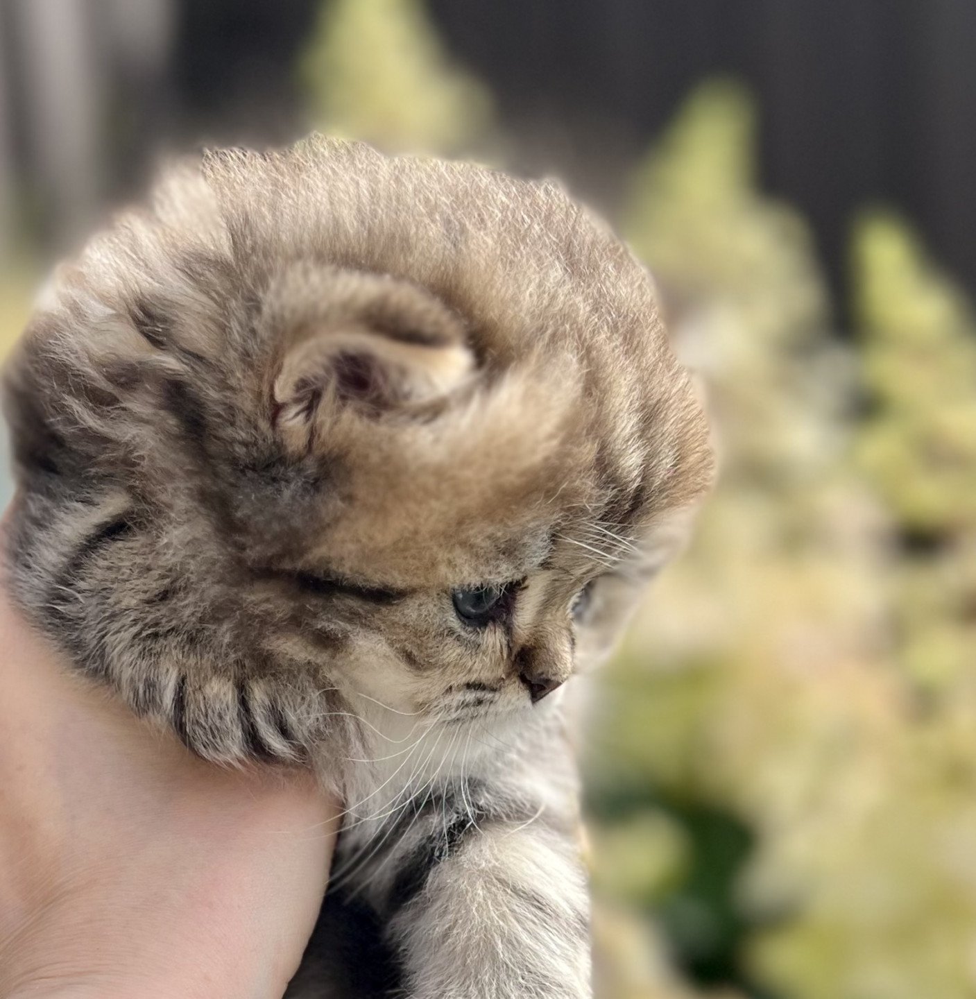 kitten British Longhair brown blotched tabby Jack Abunda NO*Superpusen