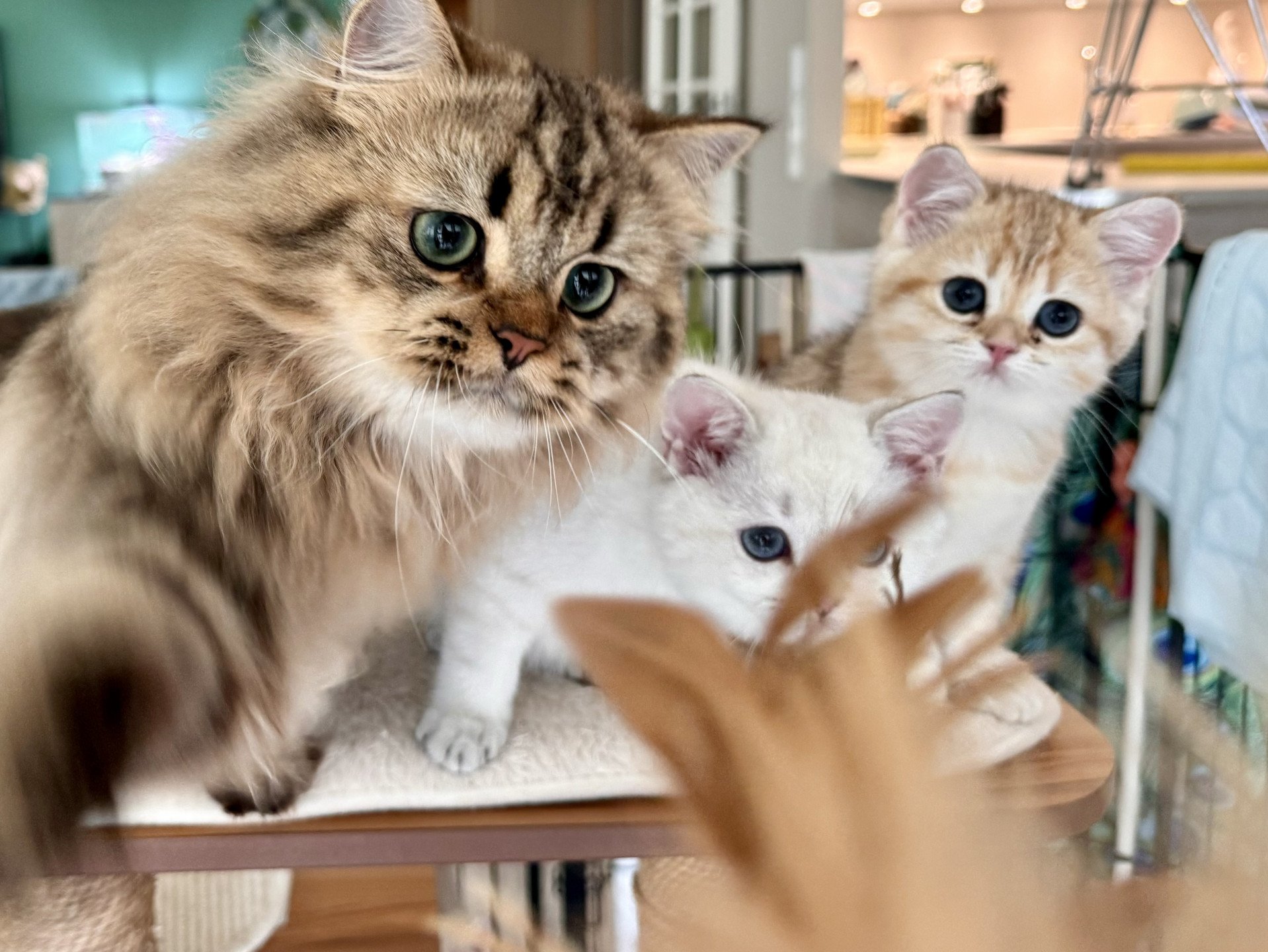 cat British Longhair brown blotched tabby Jack Abunda NO*Superpusen