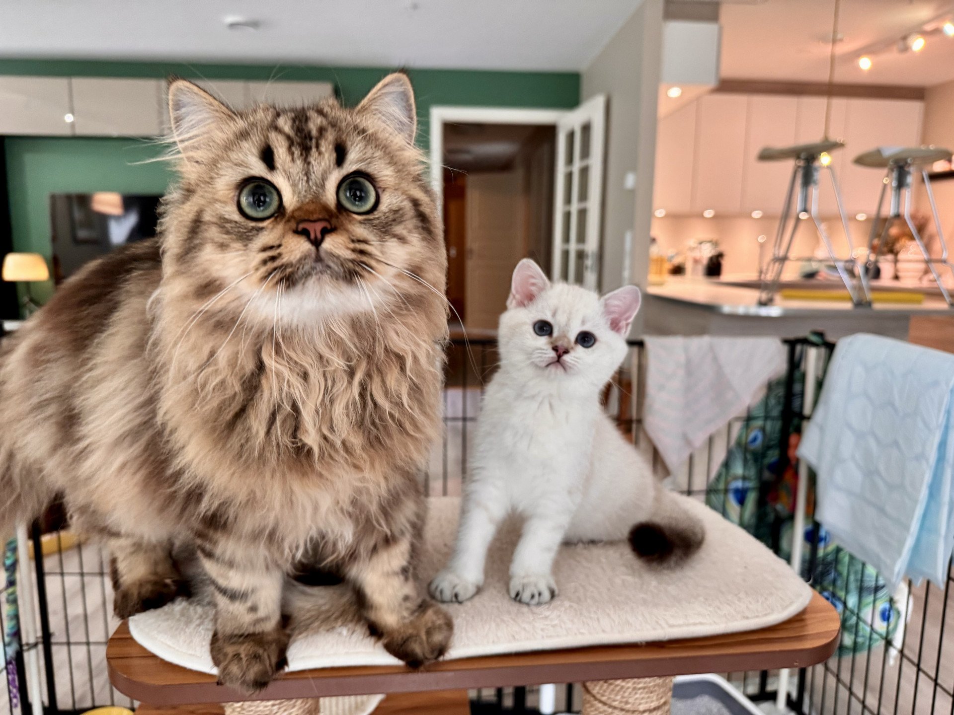 cat British Longhair brown blotched tabby Jack Abunda NO*Superpusen