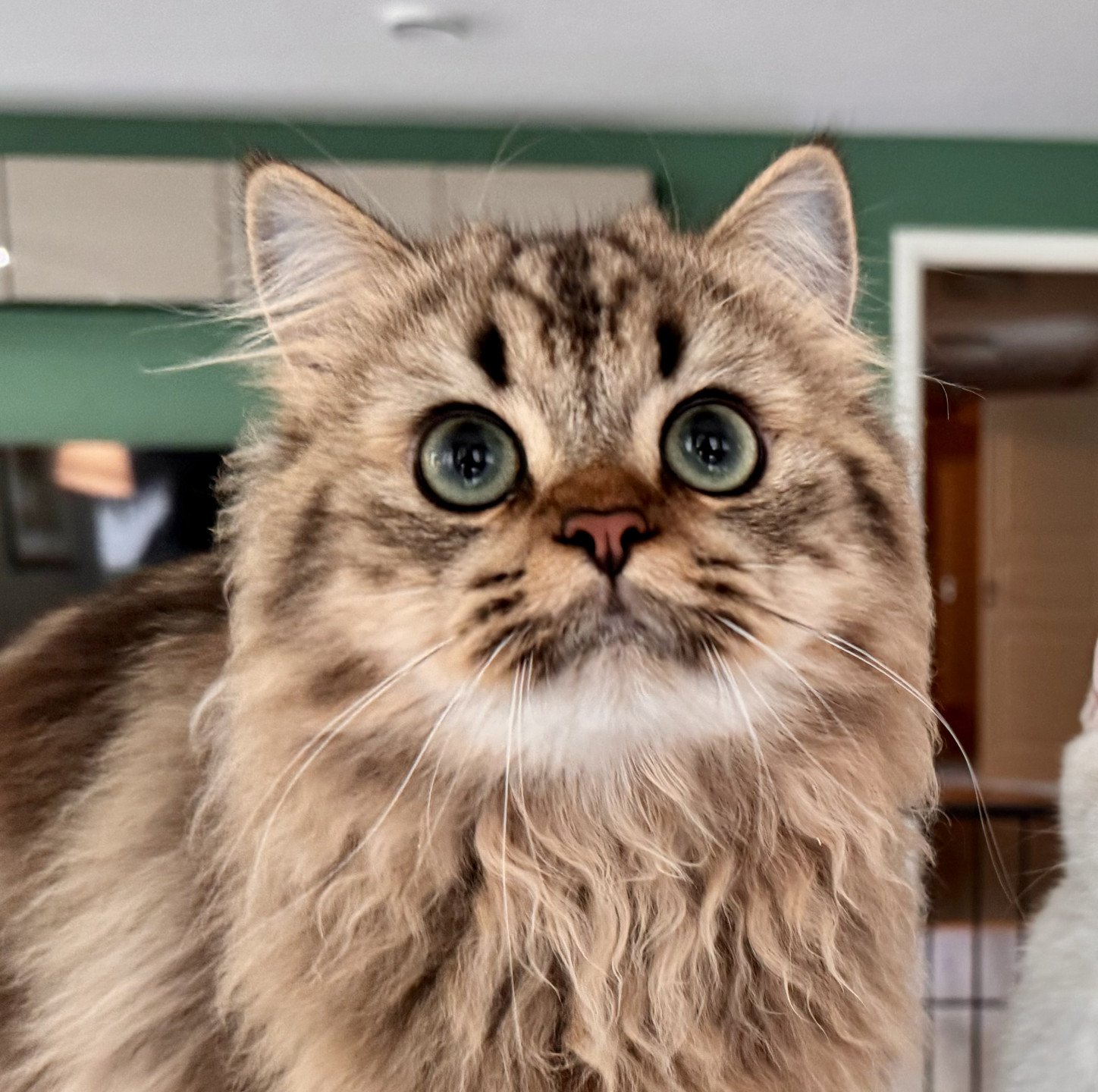 cat British Longhair brown blotched tabby Jack Abunda NO*Superpusen
