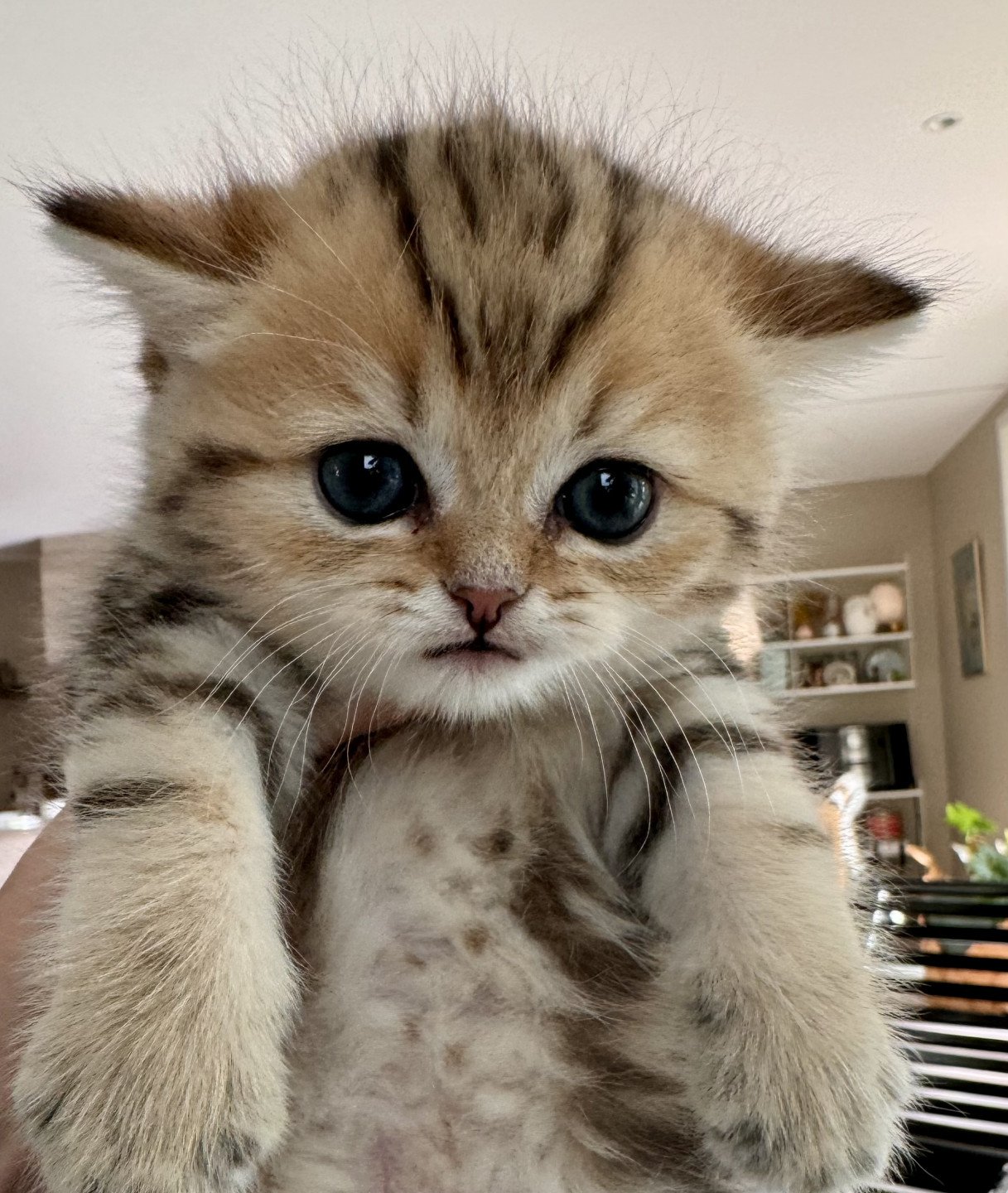 kitten British Shorthair black golden blotched tabby Makoa NO*Superpusen