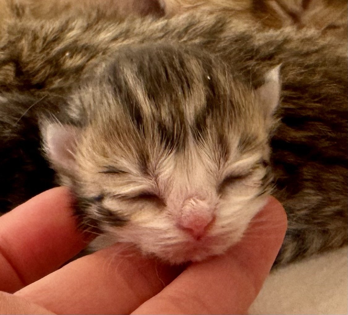kitten British Longhair brown mackerel tabby bicolor Osaka NO*Superpusen