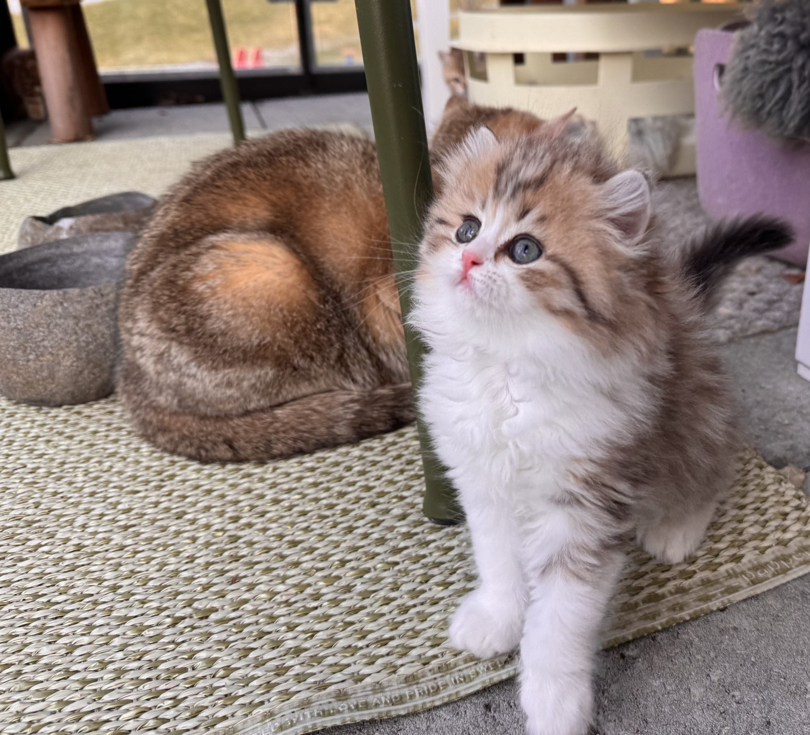 kitten British Longhair black golden spotted tabby bicolor Osaka NO*Superpusen