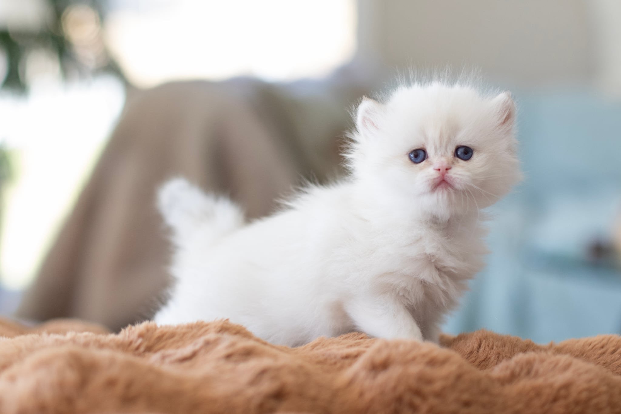 kitten British Longhair seal golden blotched tabby point Persemone NO*Superpusen
