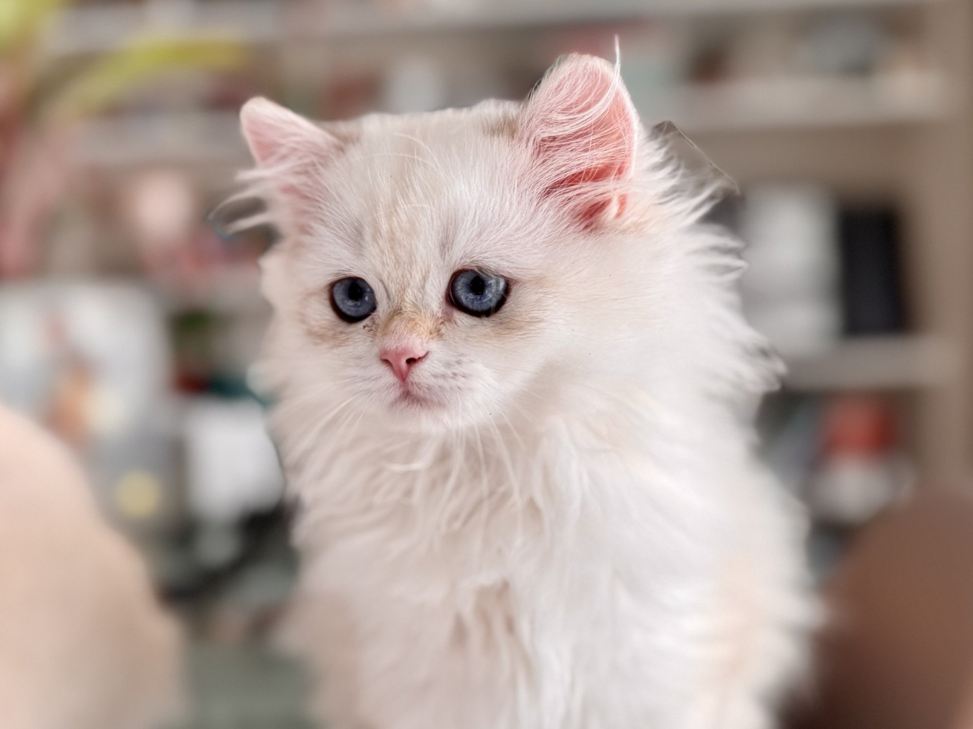kitten British Longhair seal golden blotched tabby point Persemone NO*Superpusen
