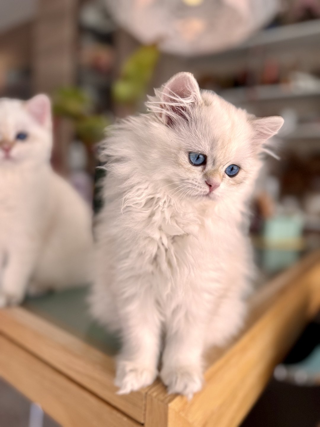 kitten British Longhair seal golden blotched tabby point Persemone NO*Superpusen