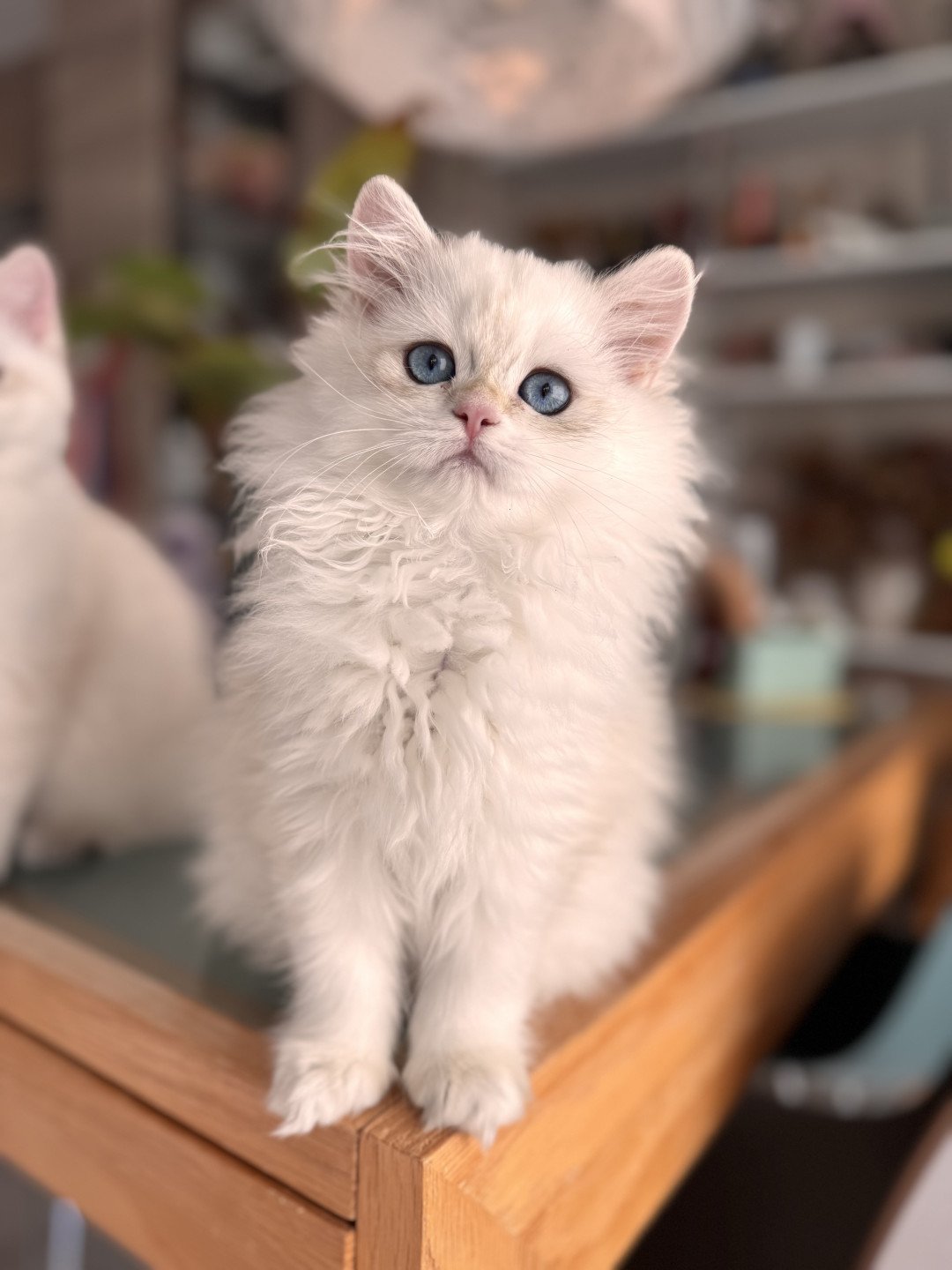 kitten British Longhair seal golden blotched tabby point Persemone NO*Superpusen