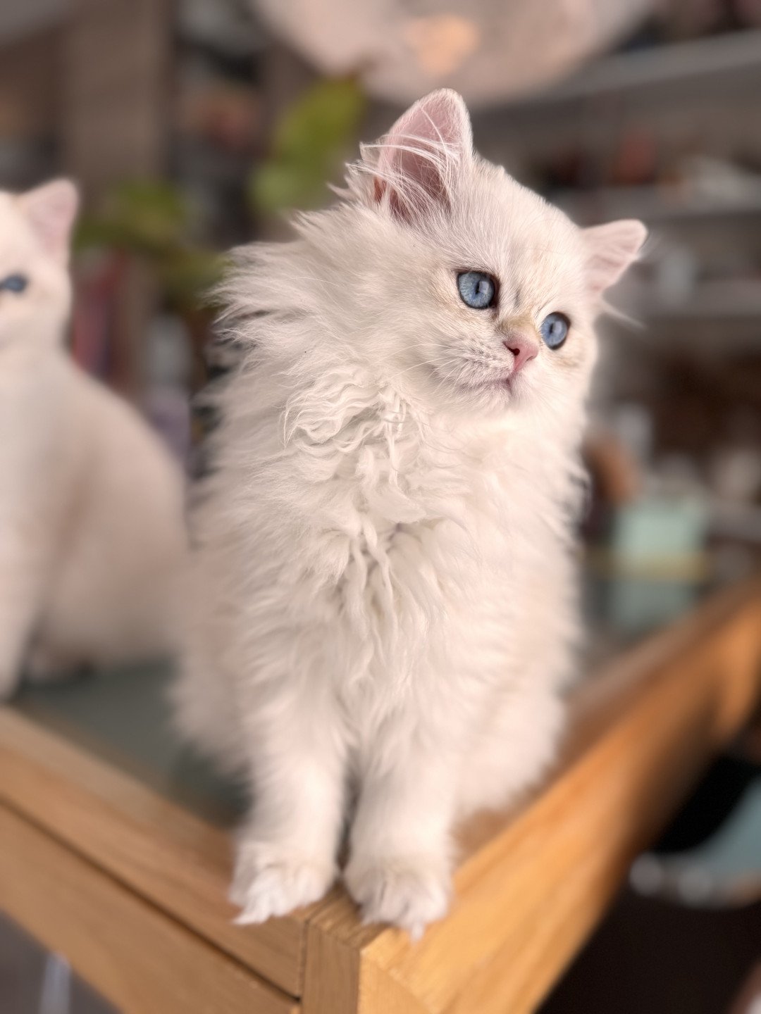 kitten British Longhair seal golden blotched tabby point Persemone NO*Superpusen