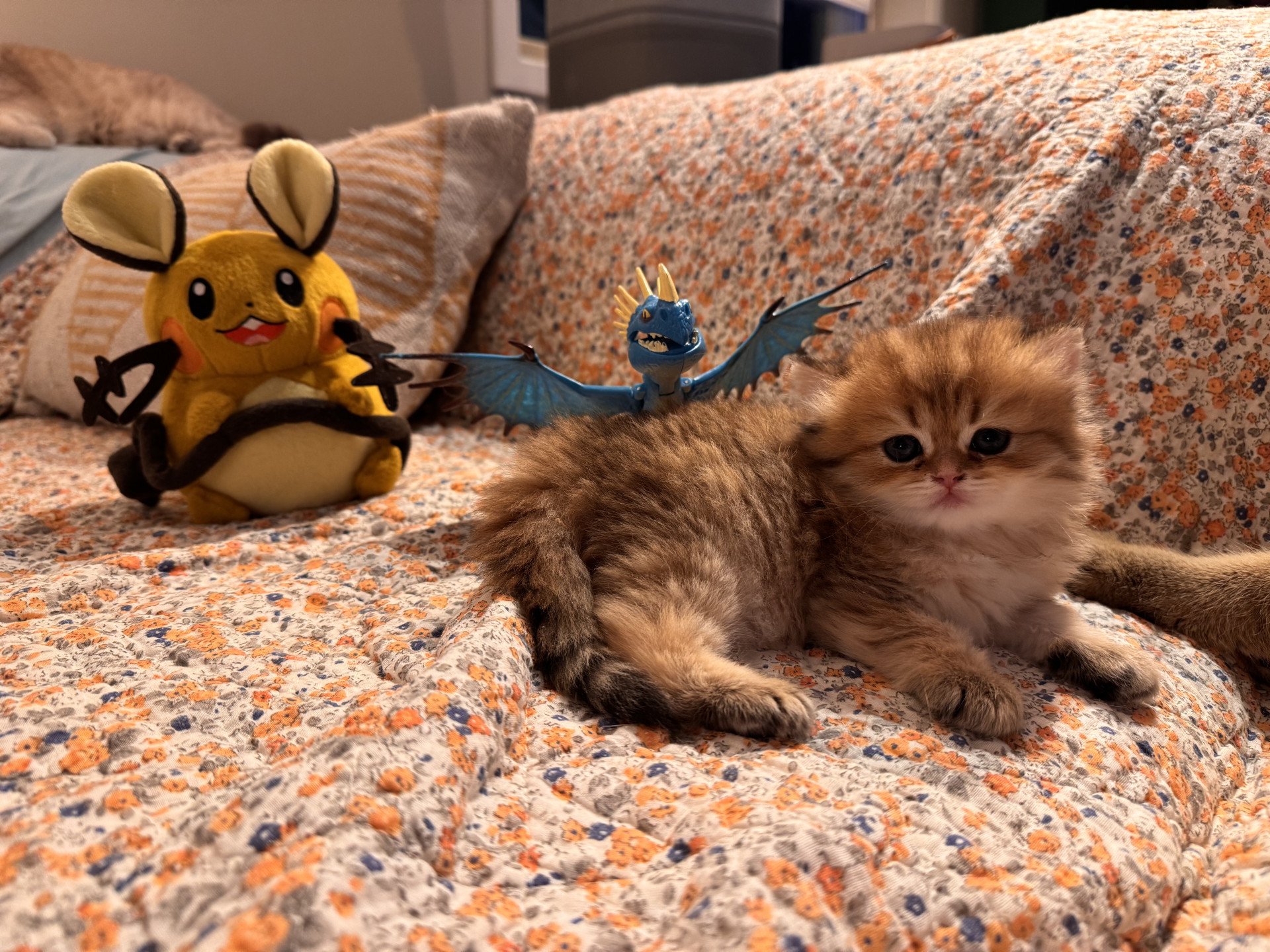 kitten British Longhair black golden spotted tabby Poppie NO*Superpusen