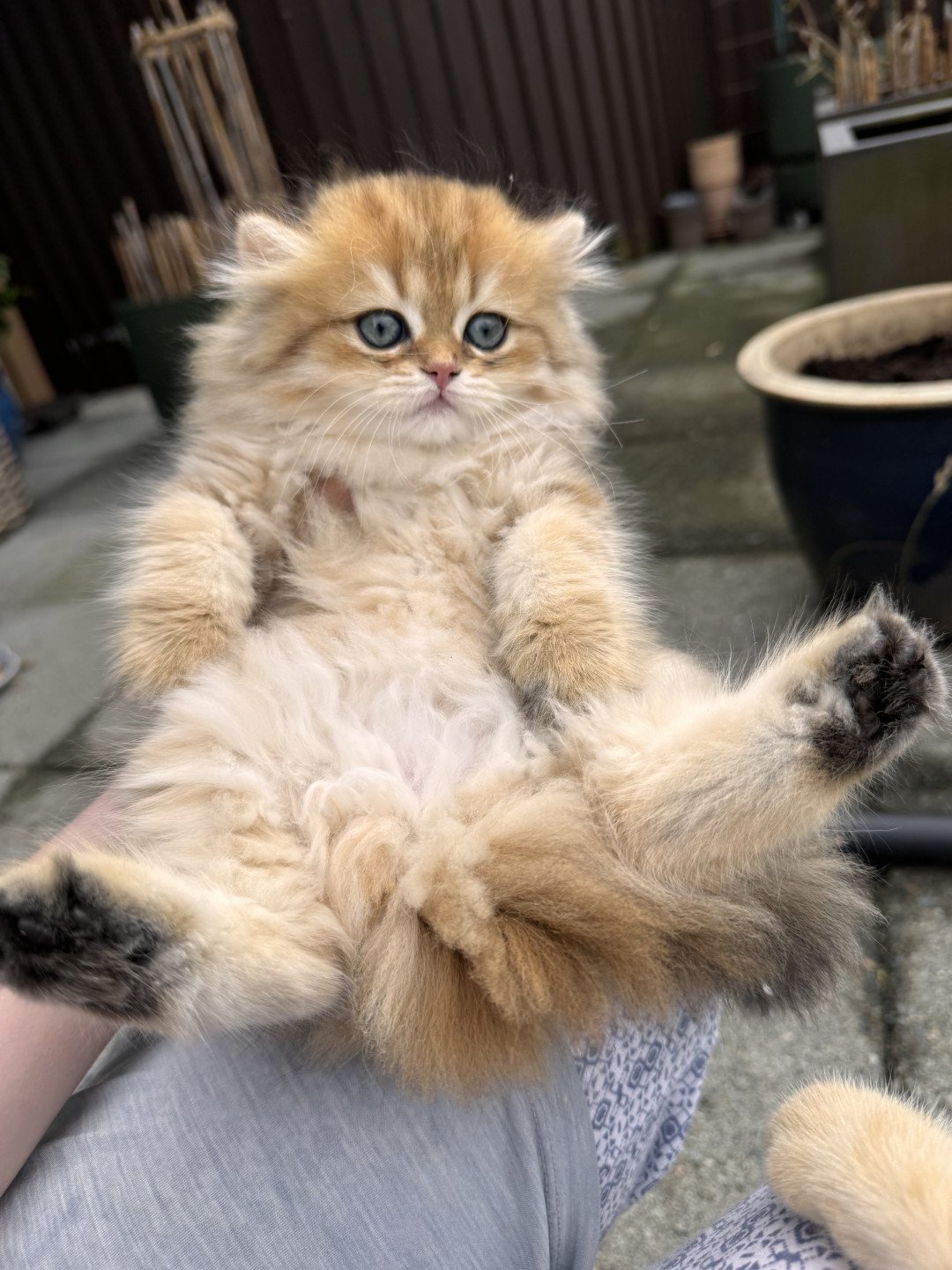 kitten British Longhair black golden spotted tabby Poppie NO*Superpusen