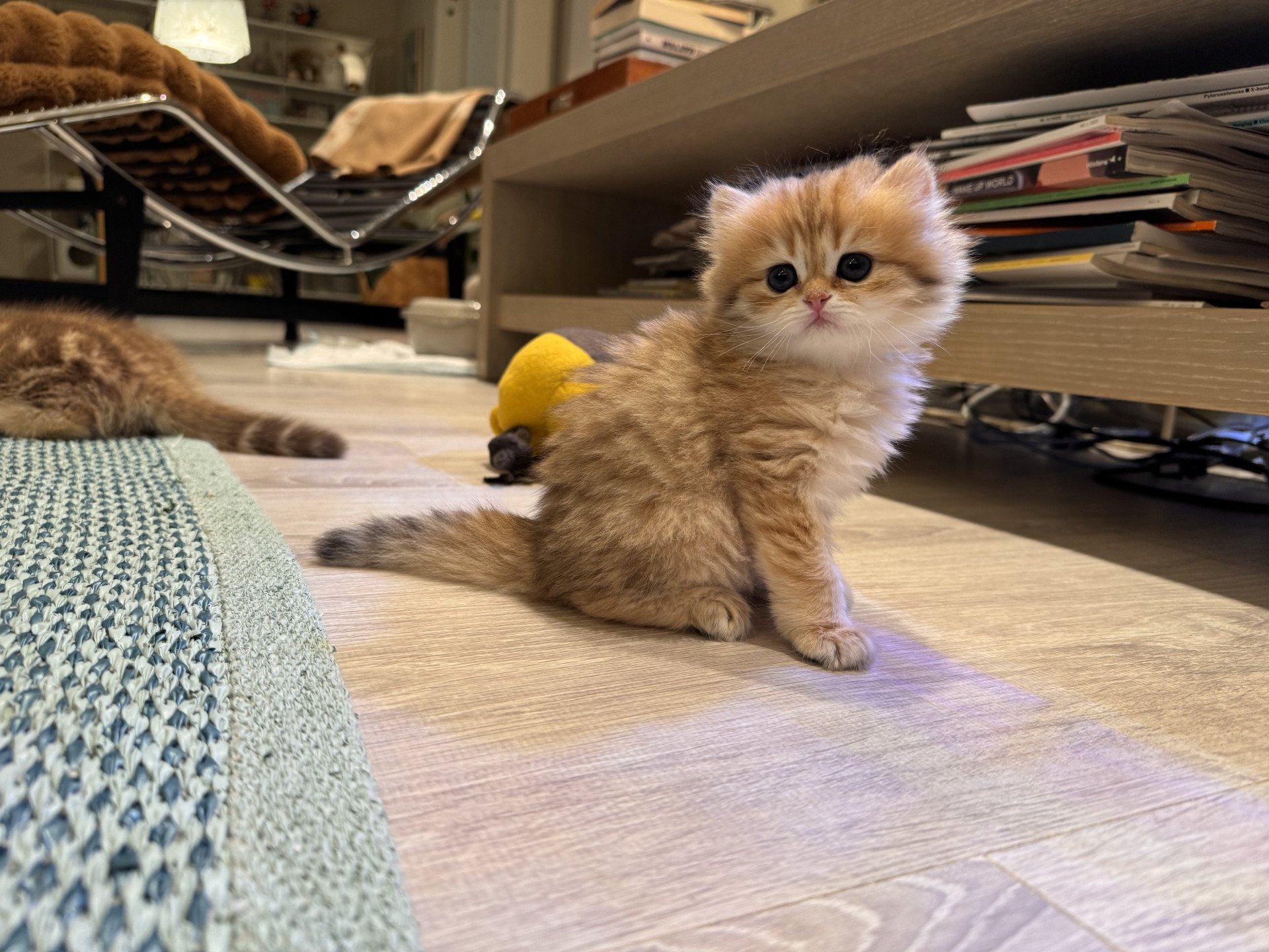 kitten British Longhair black golden spotted tabby Poppy-chen NO*Superpusen