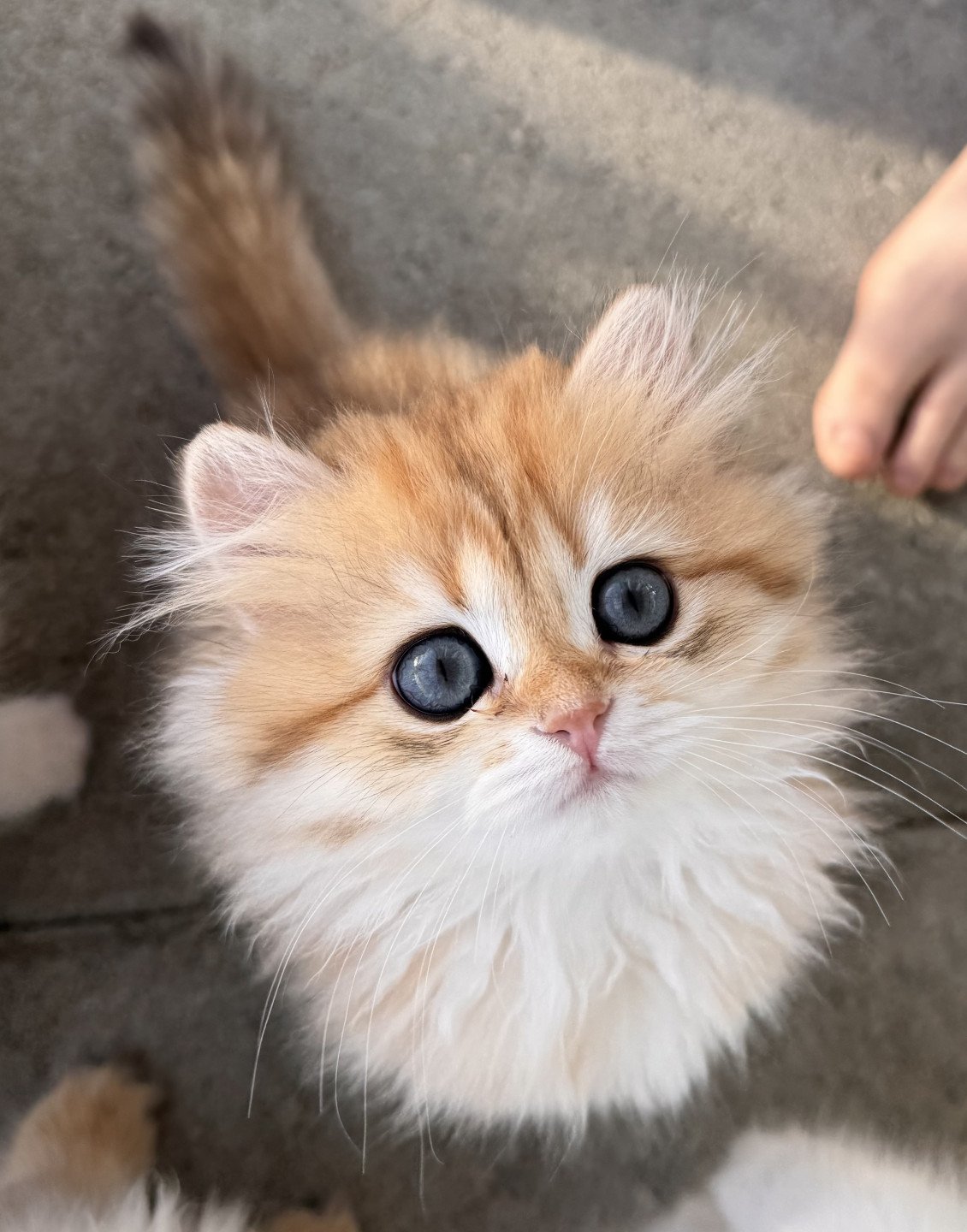 kitten British Longhair brown sunshine spotted tabby Poppy-chen NO*Superpusen