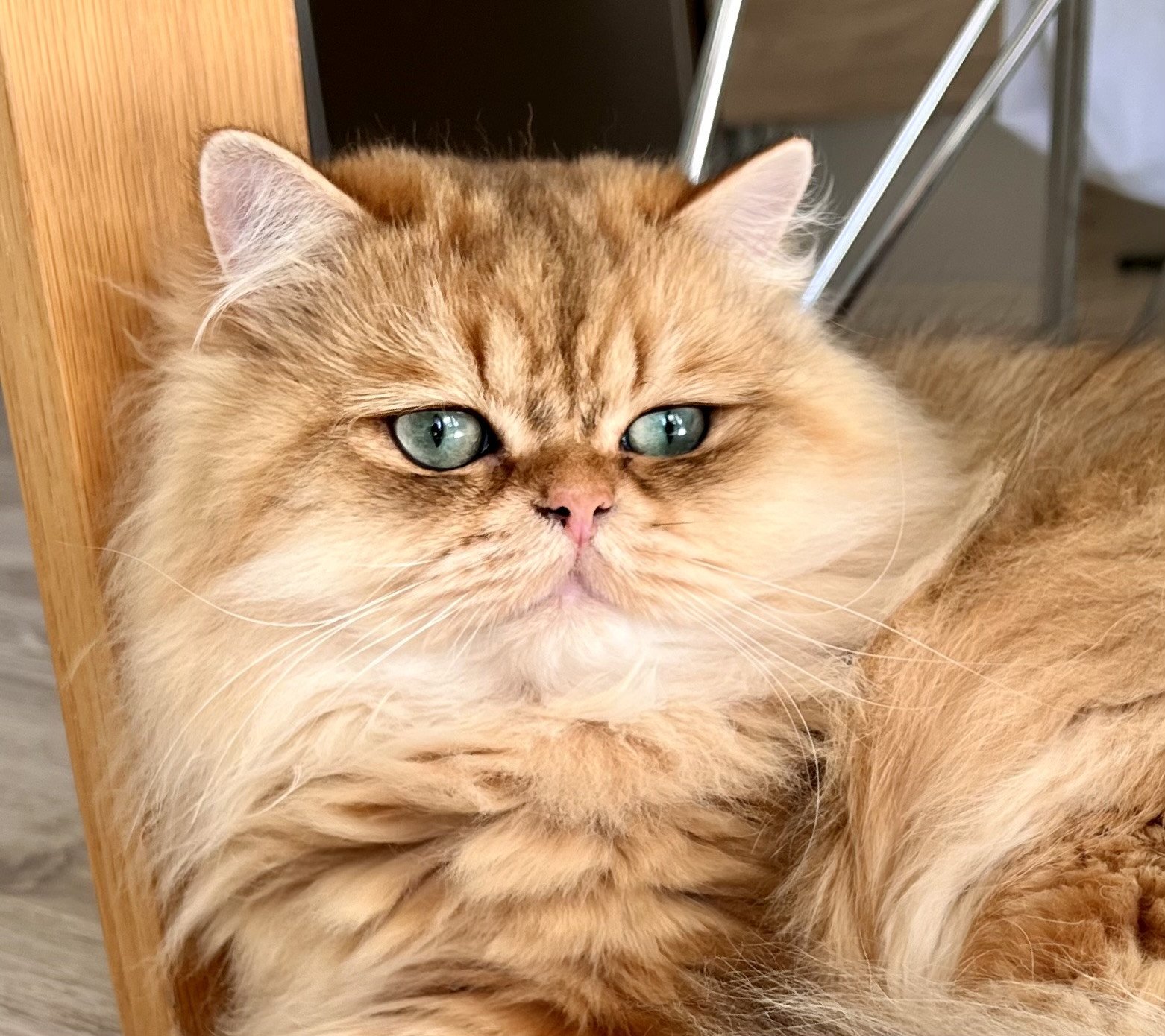 To Fugaku de Nekobaa (FR) - British Longhair cat Norway