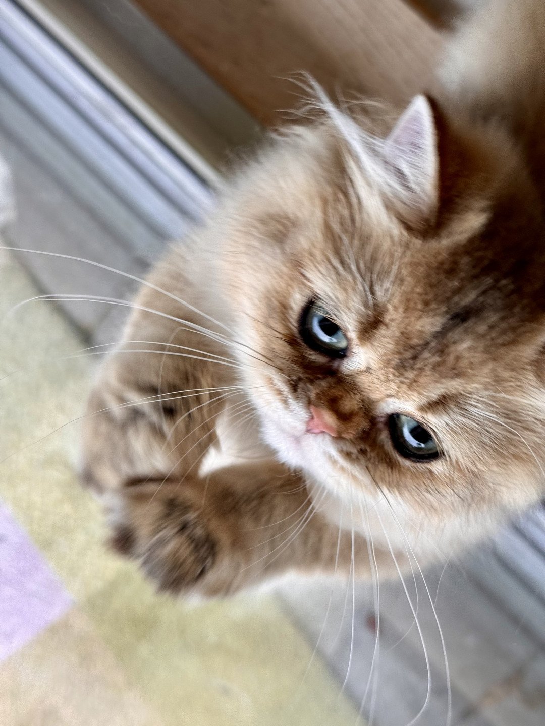 cat British Longhair Winnie the Honey NO*Superpusen