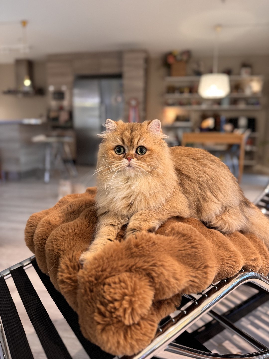 cat British Longhair black golden shaded Winnie the Honey NO*Superpusen