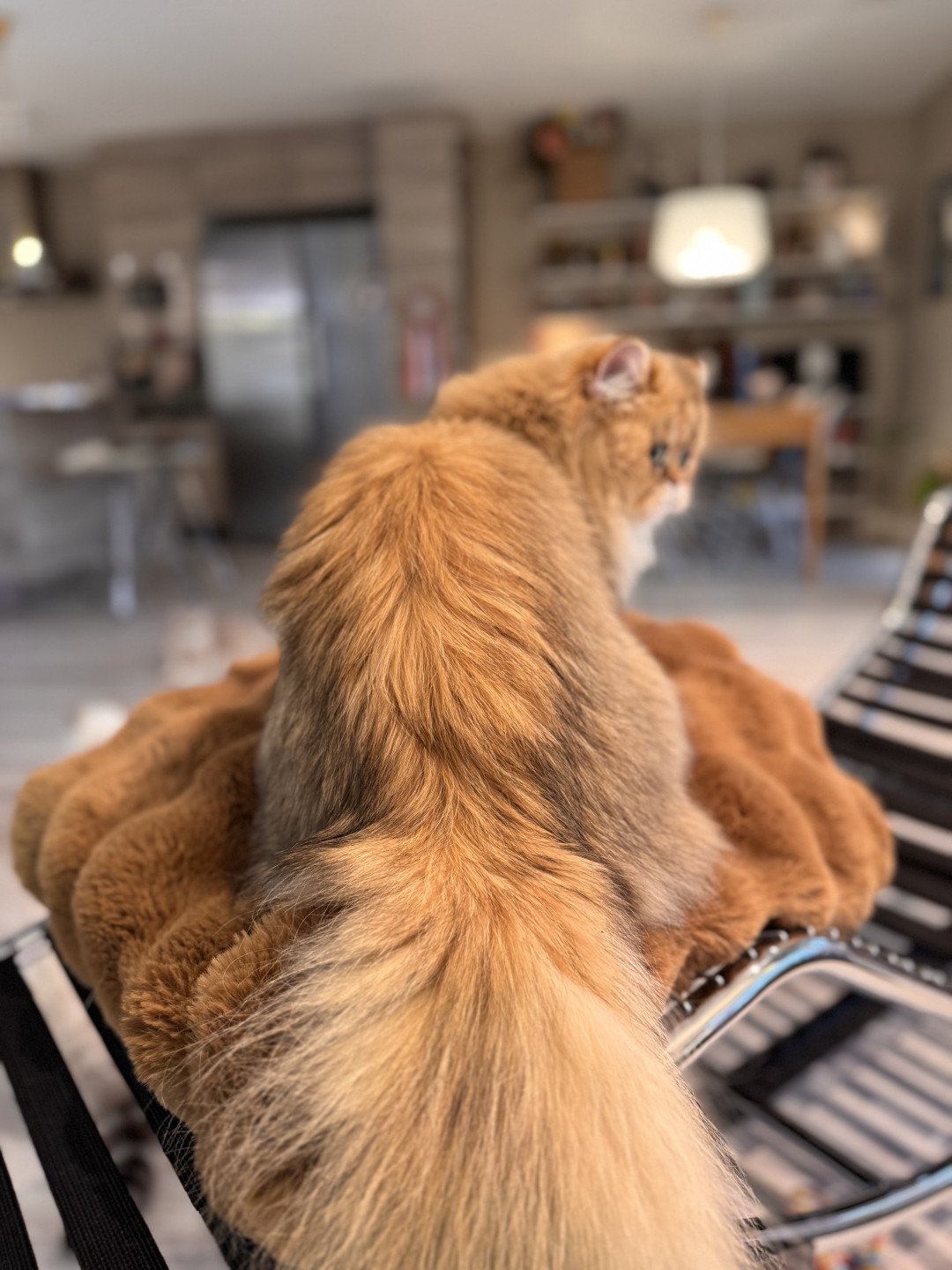 cat British Longhair black golden shaded Winnie the Honey NO*Superpusen
