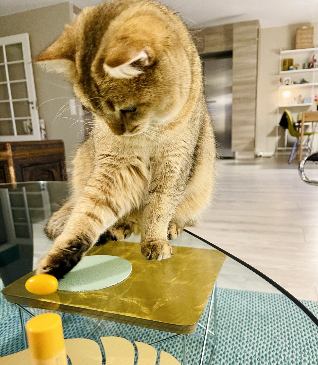 cat British Shorthair Armani NO*Superpusen