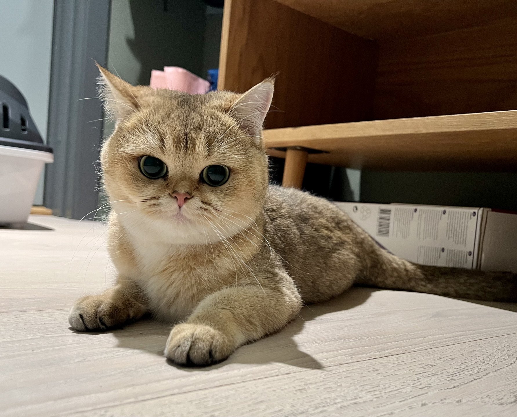 cat British Shorthair black golden shaded Bea NO*Superpusen