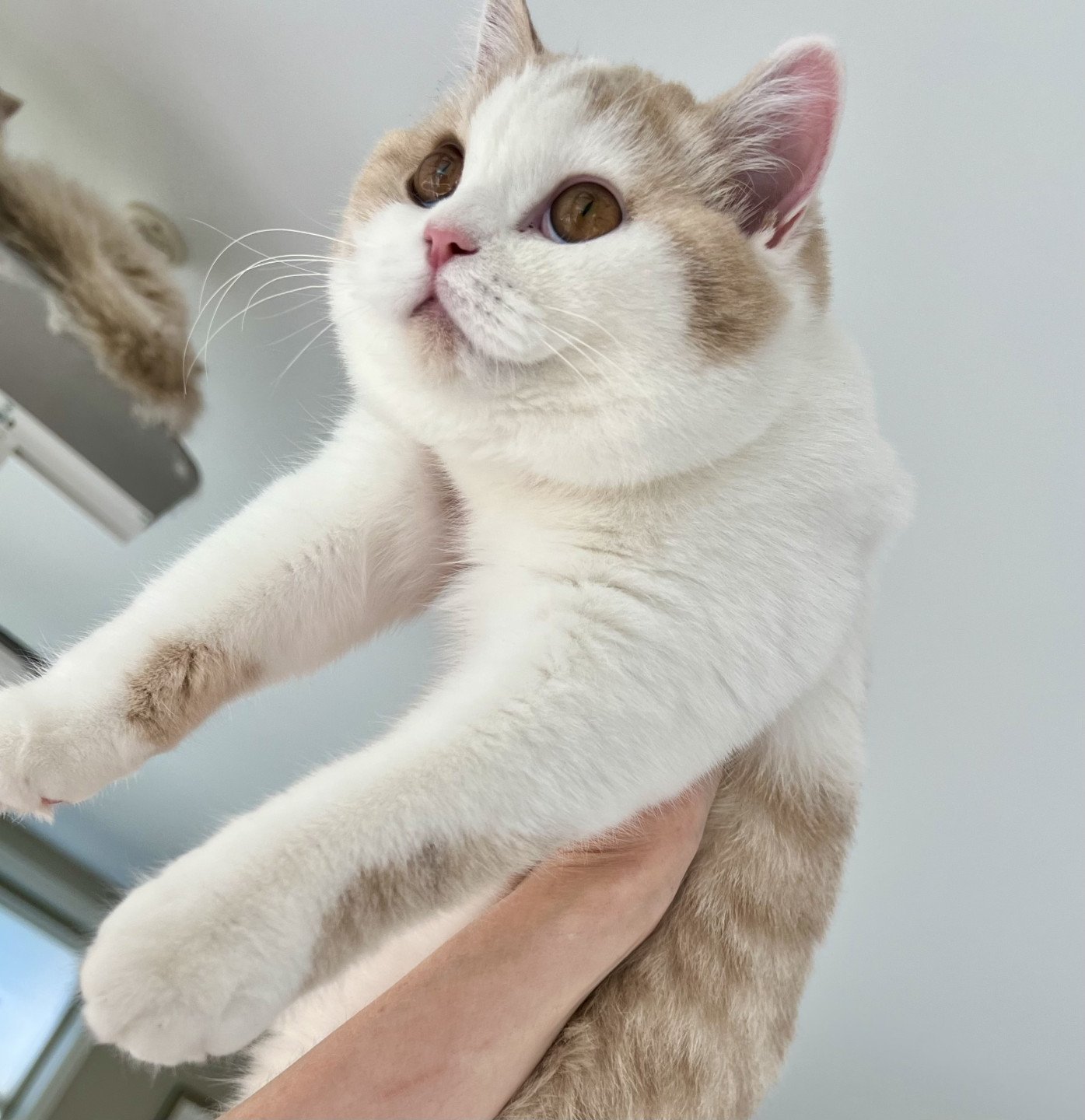 cat British Shorthair lilac spotted tabby bicolor Fnugg NO*Superpusen