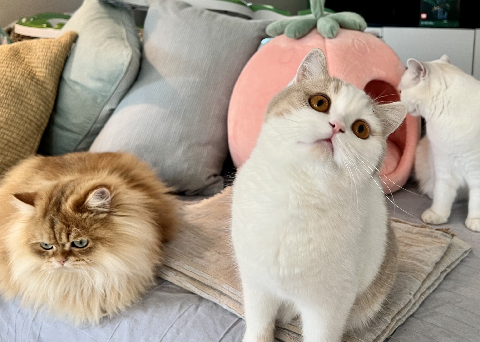 cat British Shorthair lilac spotted tabby bicolor Fnugg NO*Superpusen