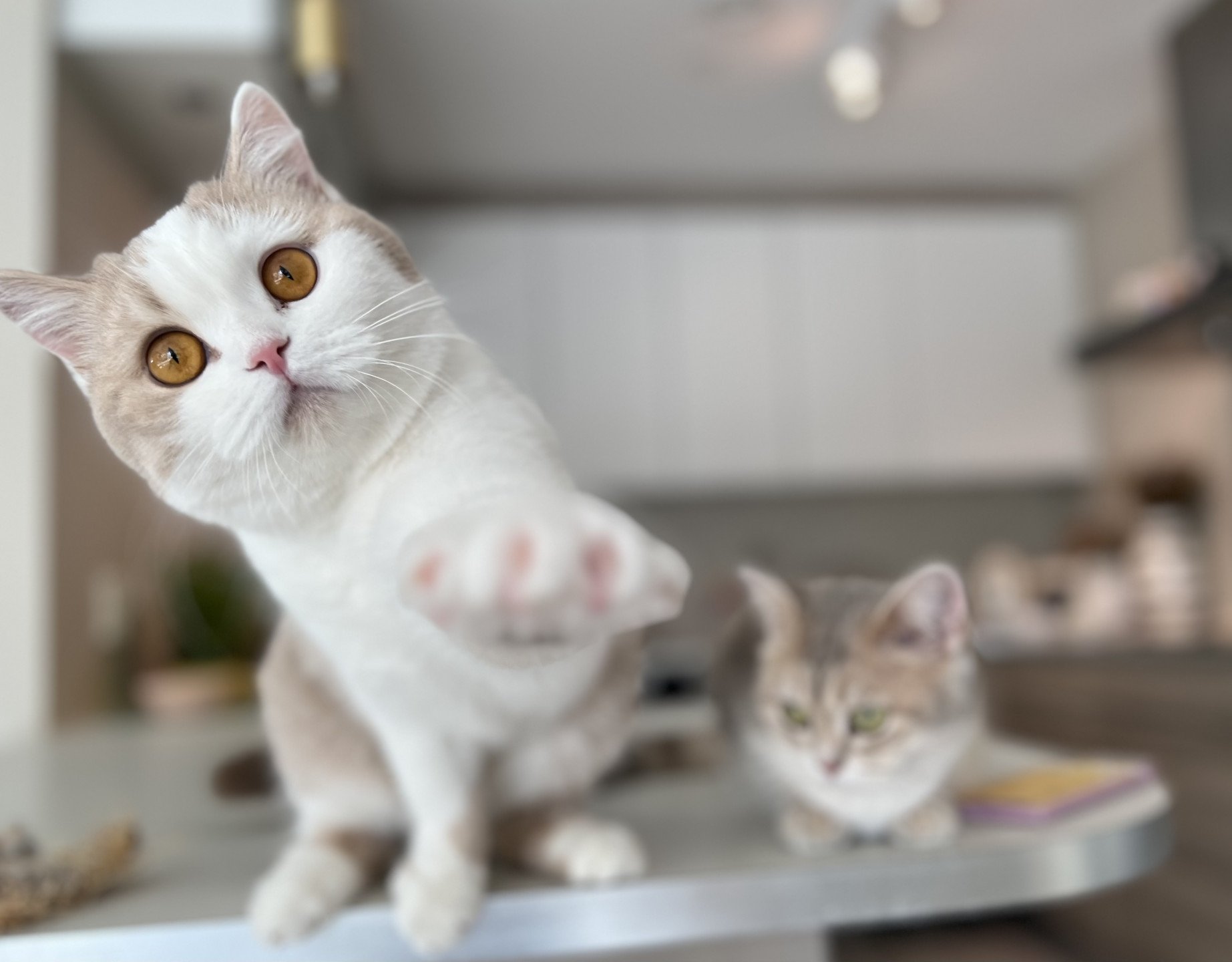 cat British Shorthair lilac spotted tabby bicolor Fnugg NO*Superpusen
