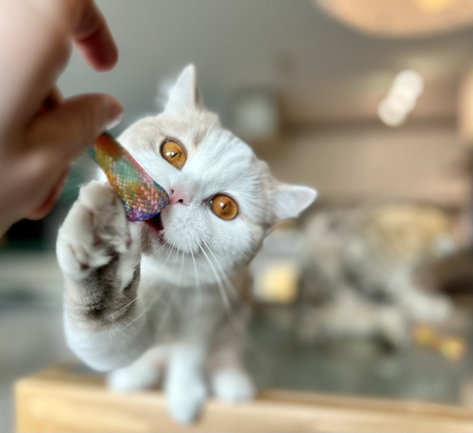 cat British Shorthair lilac spotted tabby bicolor Fnugg NO*Superpusen