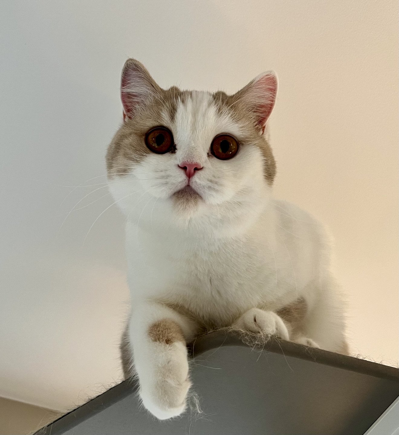 cat British Shorthair lilac spotted tabby bicolor Fnugg NO*Superpusen