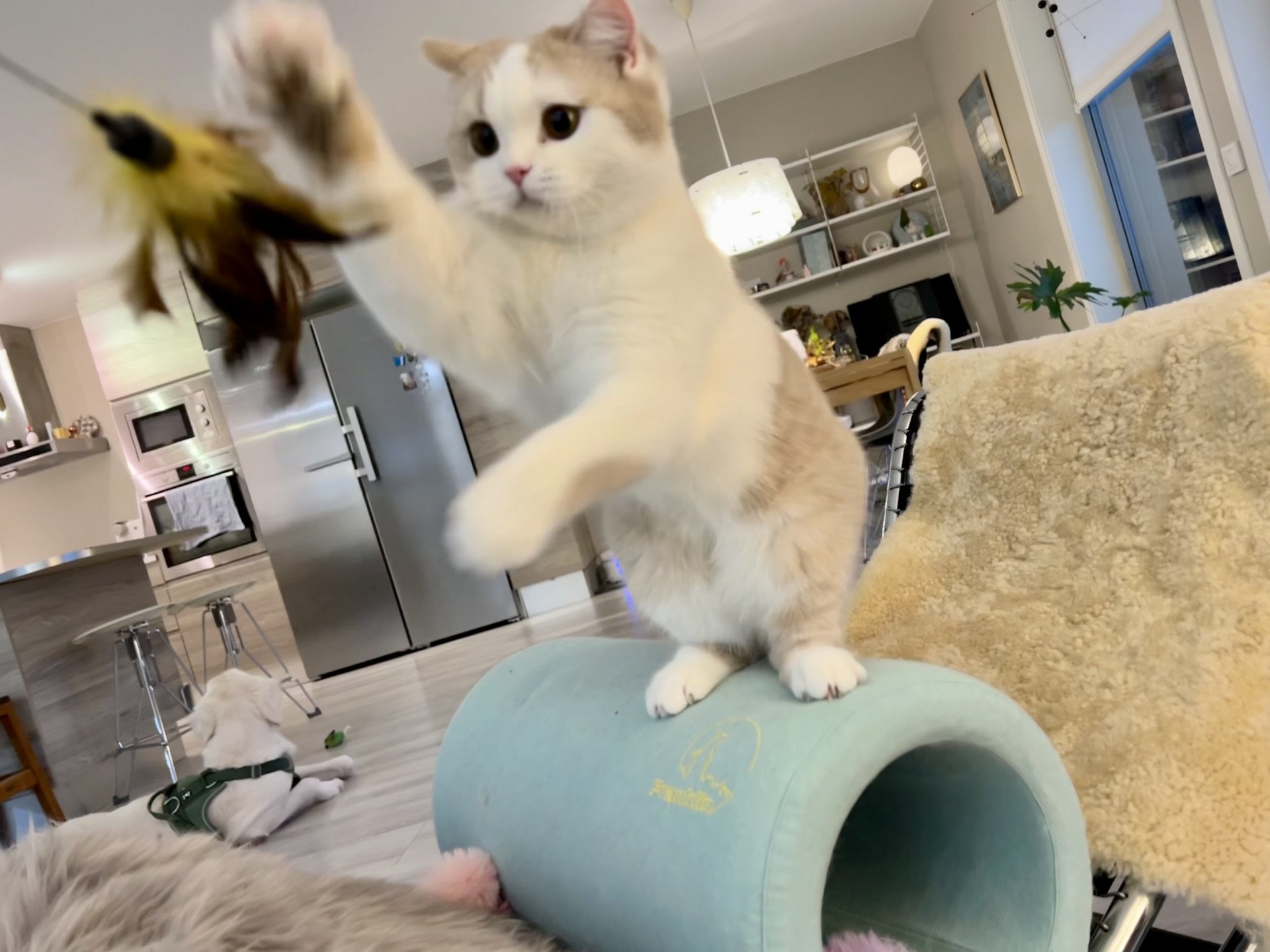 cat British Shorthair lilac spotted tabby bicolor Fnugg NO*Superpusen
