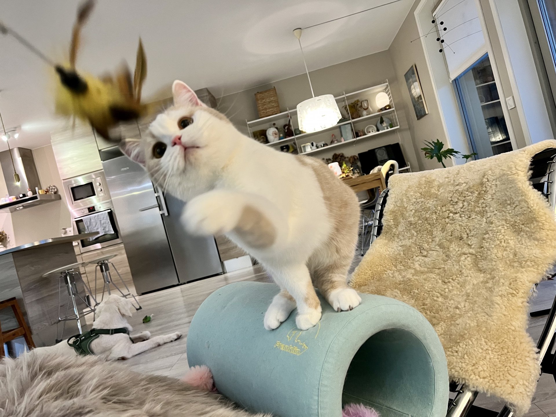 cat British Shorthair lilac spotted tabby bicolor Fnugg NO*Superpusen