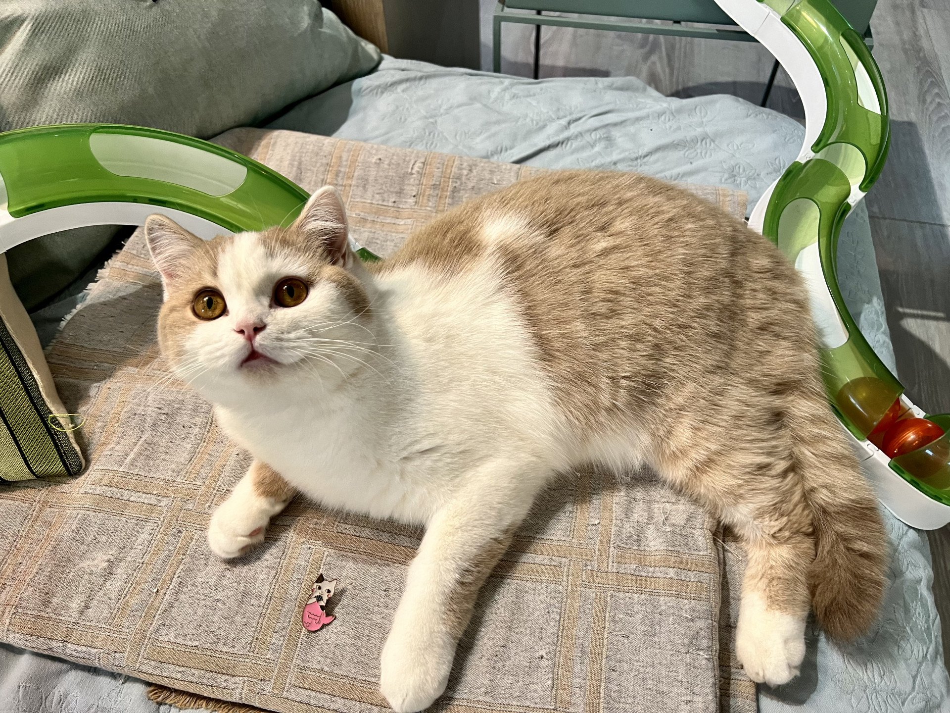 cat British Shorthair lilac spotted tabby bicolor Fnugg NO*Superpusen