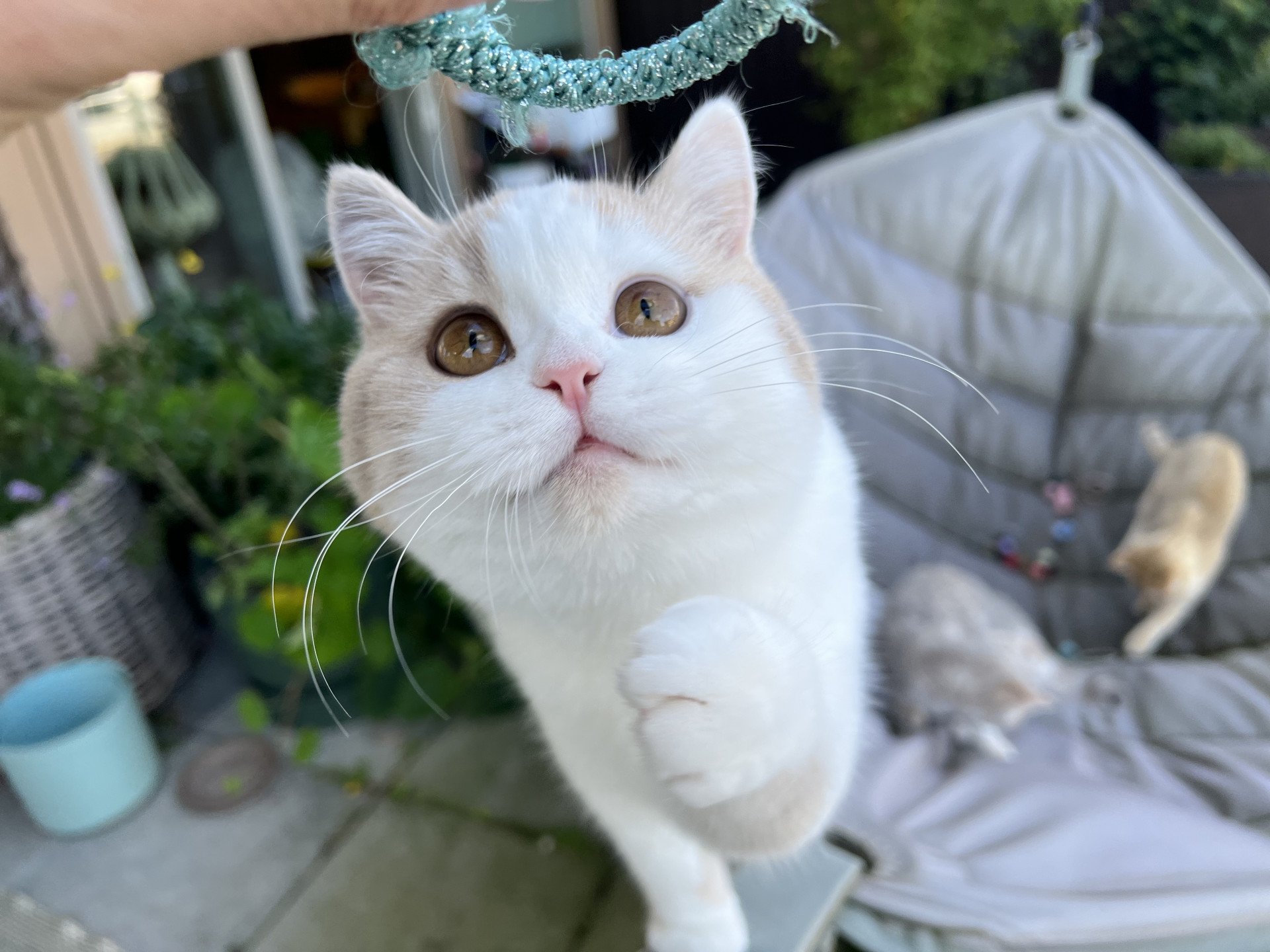 cat British Shorthair lilac spotted tabby bicolor Fnugg NO*Superpusen