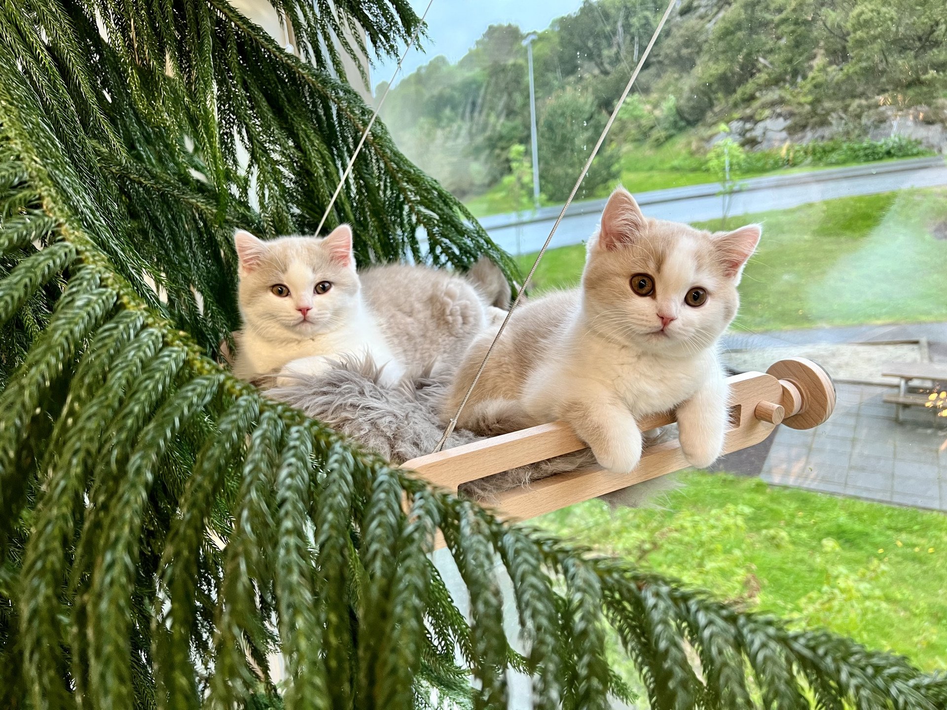cat British Shorthair lilac spotted tabby bicolor Fnugg NO*Superpusen