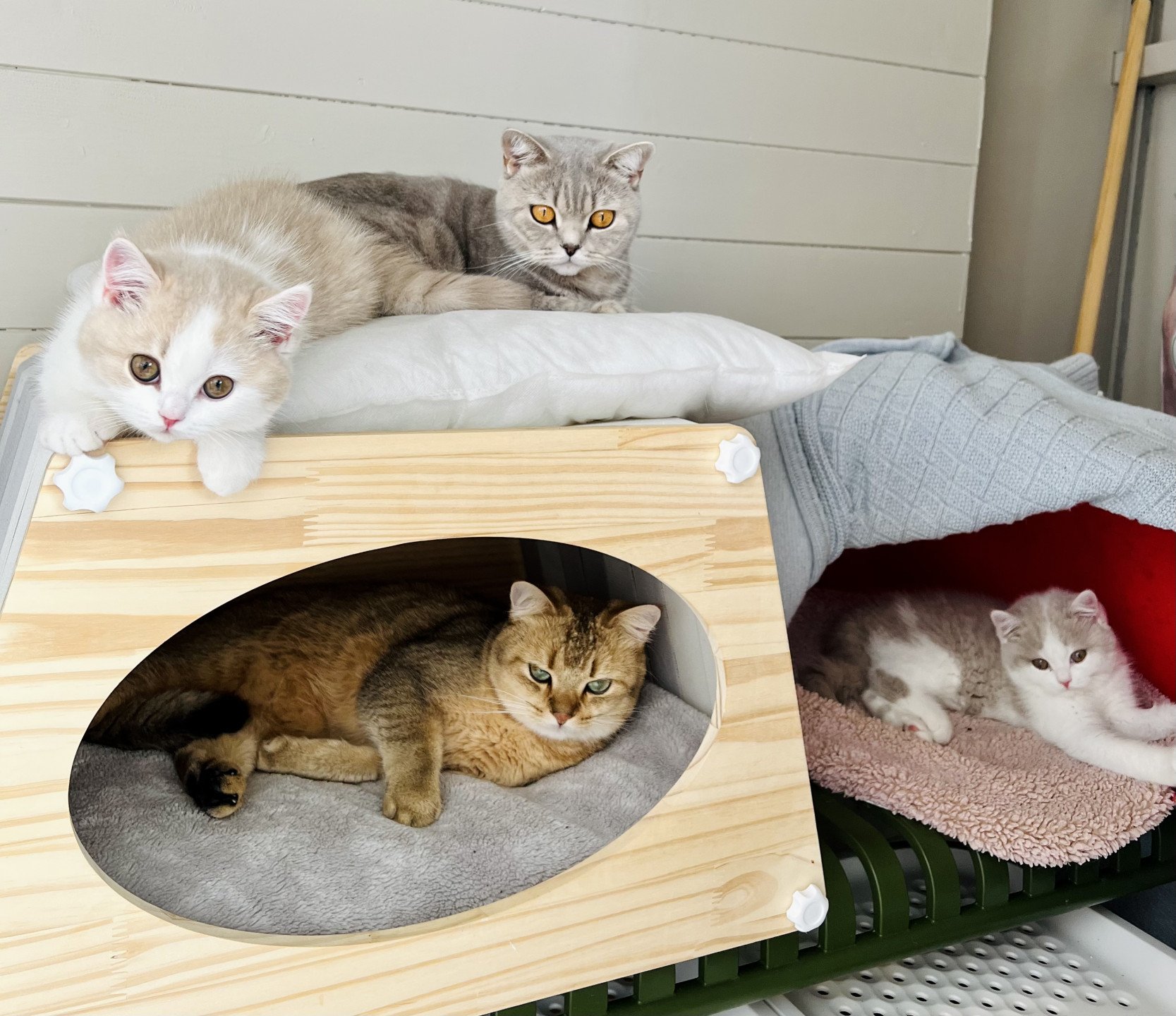 cat British Shorthair lilac spotted tabby bicolor Fnugg NO*Superpusen