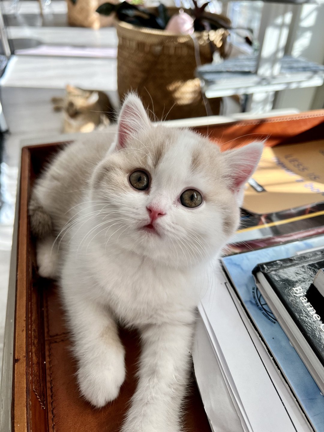 cat British Shorthair lilac spotted tabby bicolor Fnugg NO*Superpusen