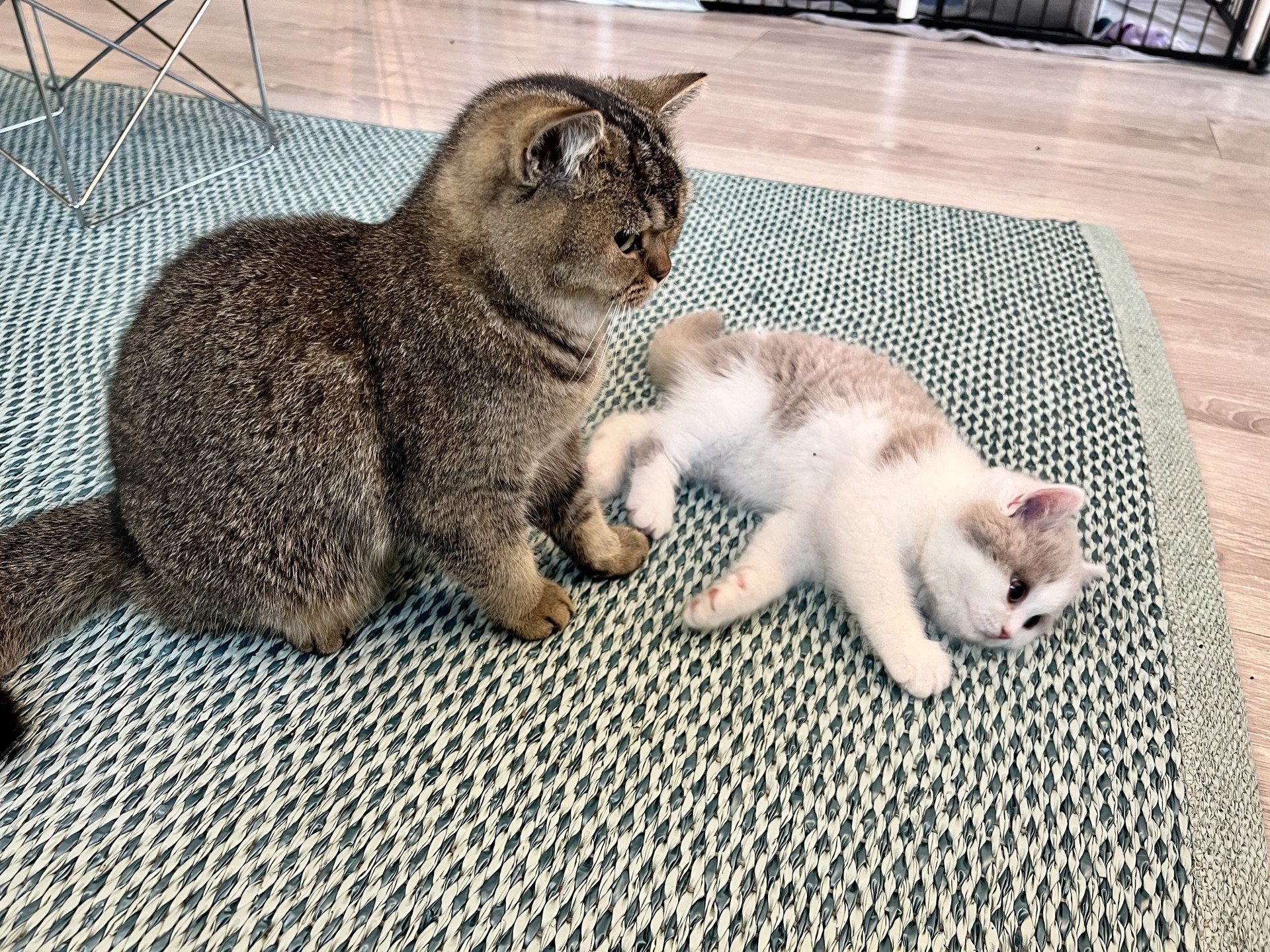 cat British Shorthair lilac spotted tabby bicolor Fnugg NO*Superpusen