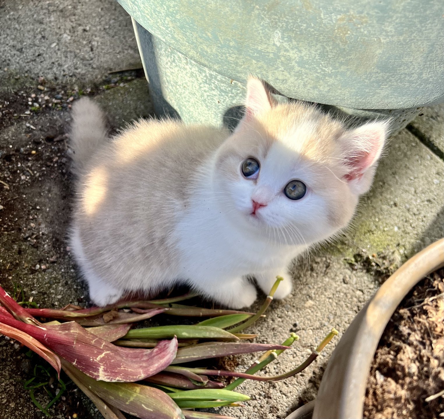 cat British Shorthair lilac spotted tabby bicolor Fnugg NO*Superpusen