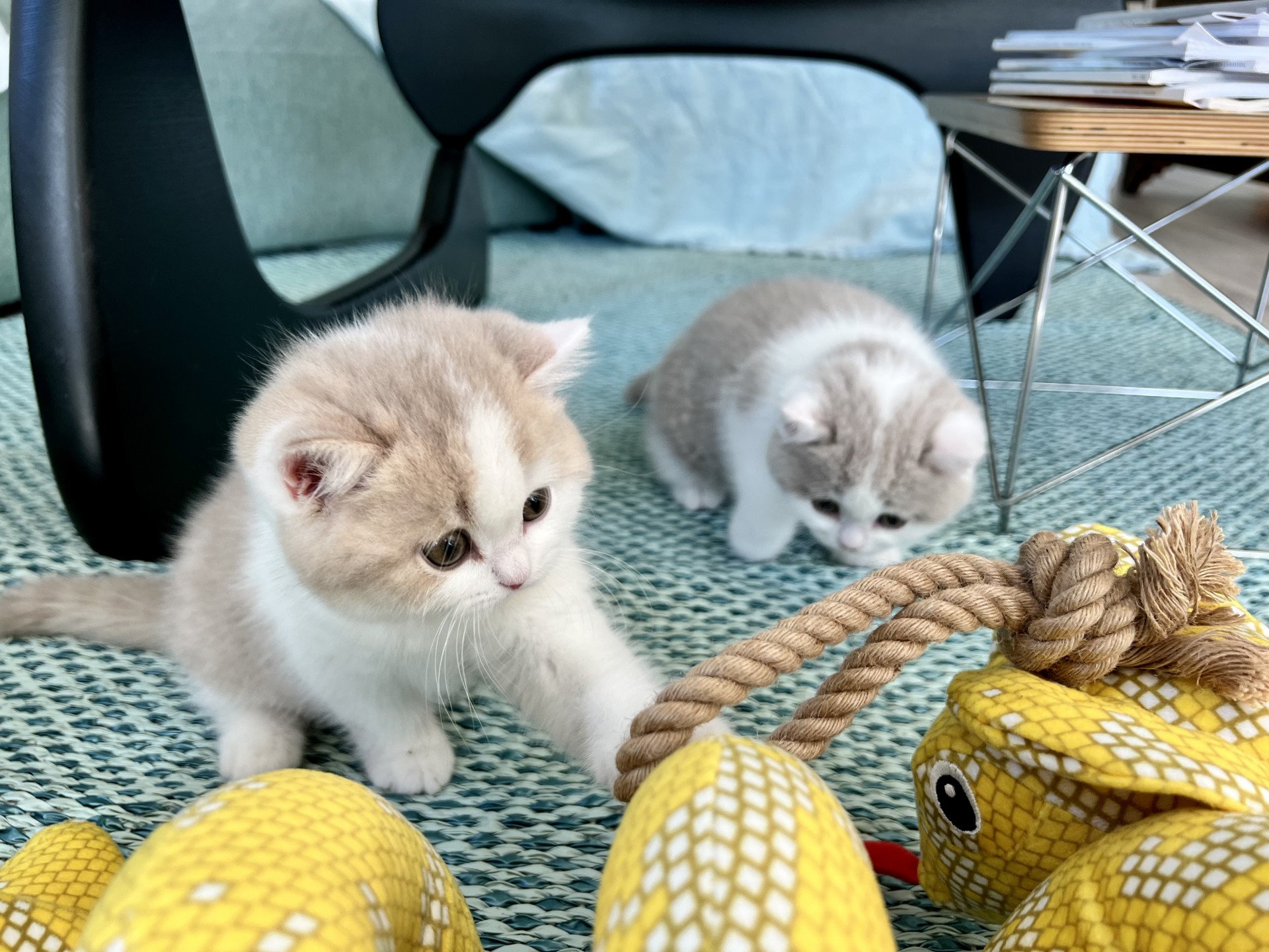 cat British Shorthair lilac spotted tabby bicolor Fnugg NO*Superpusen