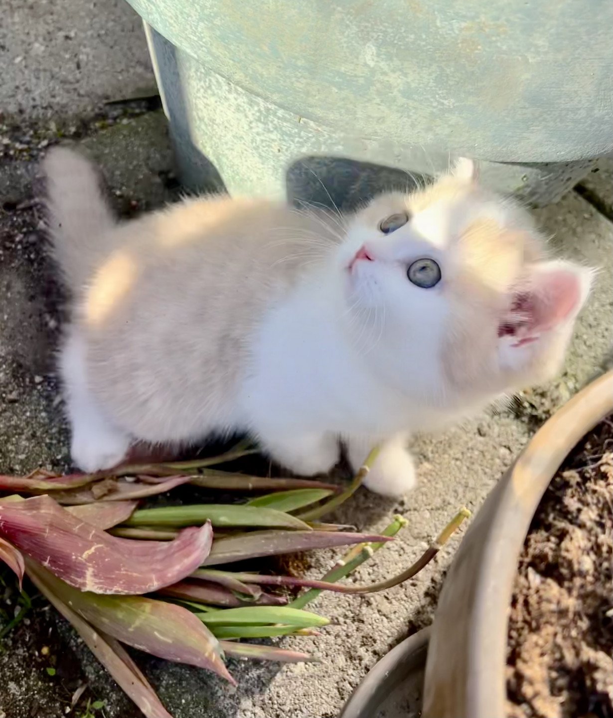 cat British Shorthair lilac spotted tabby bicolor Fnugg NO*Superpusen