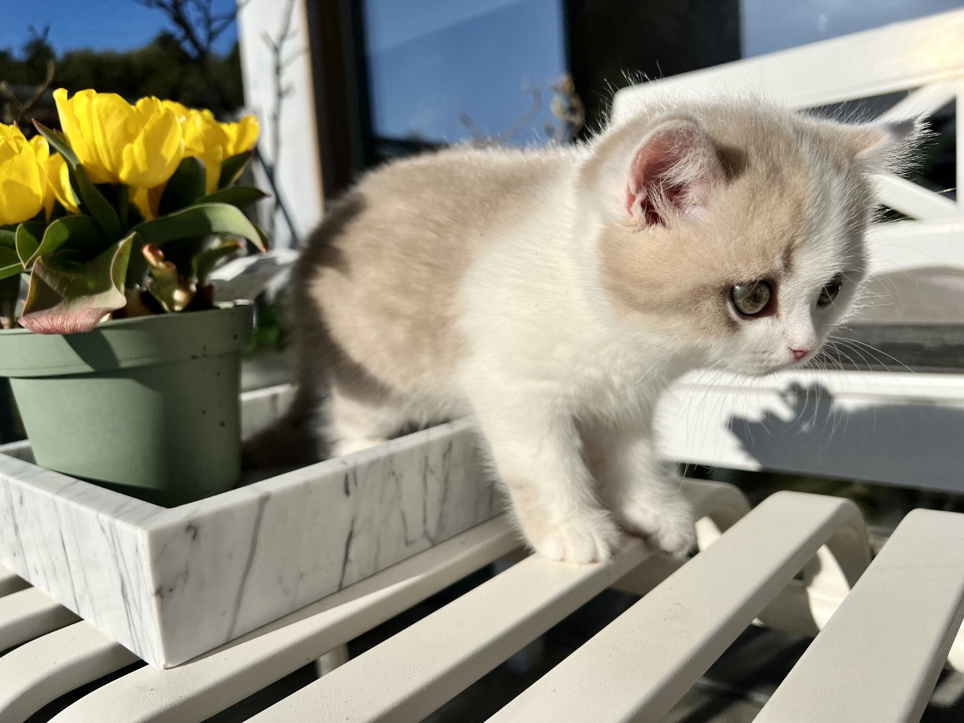 cat British Shorthair lilac spotted tabby bicolor Fnugg NO*Superpusen