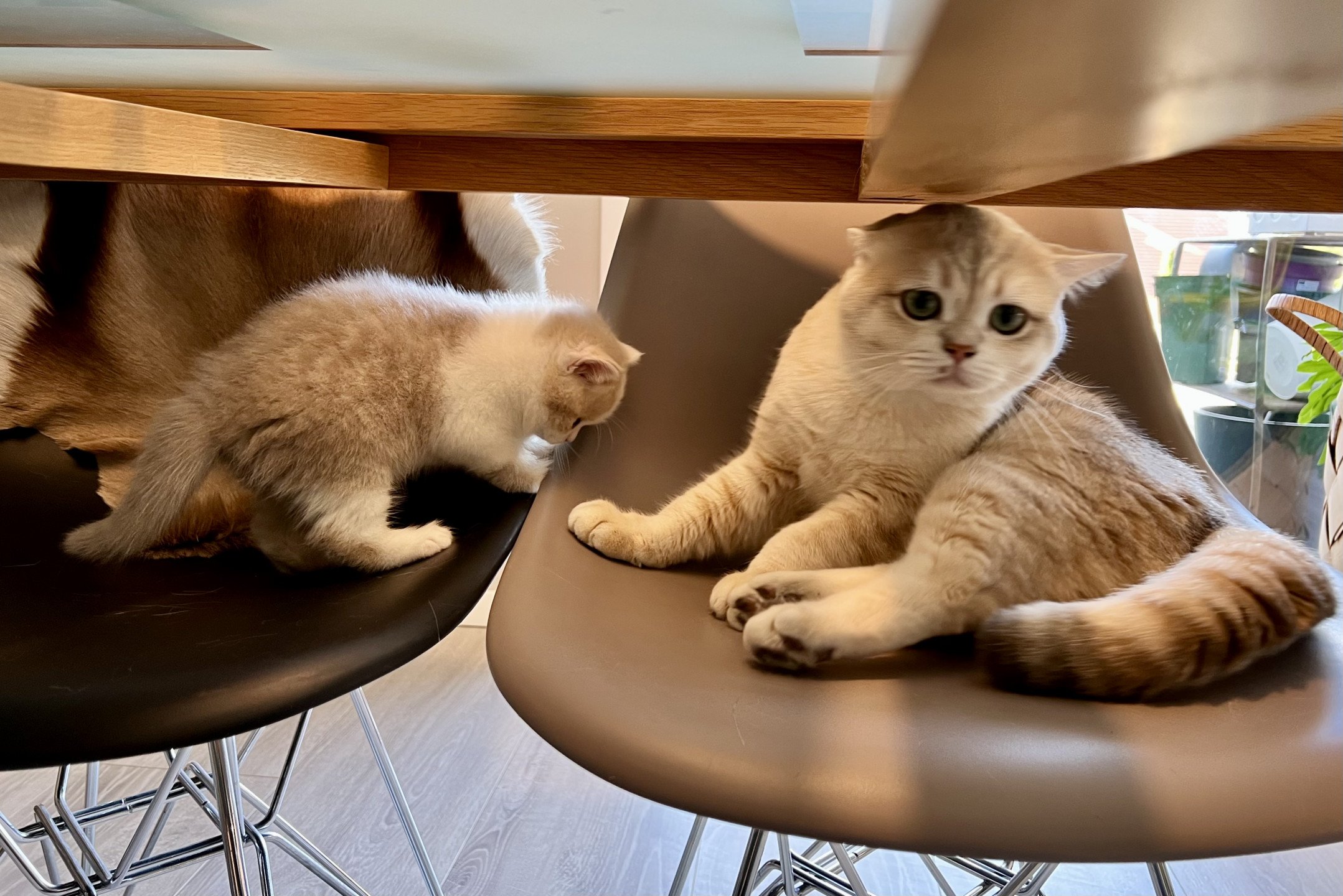 cat British Shorthair lilac spotted tabby bicolor Fnugg NO*Superpusen