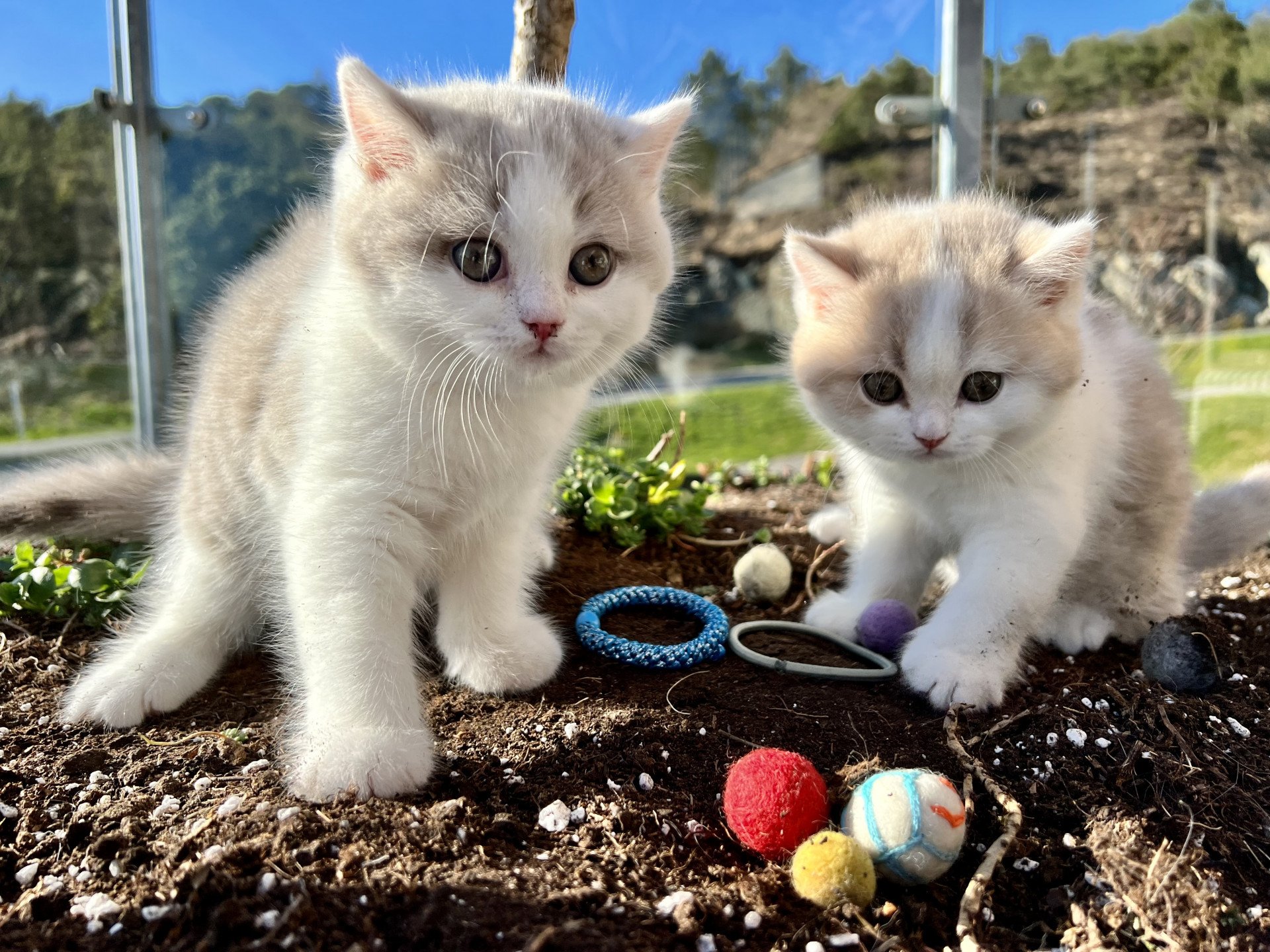 cat British Shorthair lilac spotted tabby bicolor Fnugg NO*Superpusen