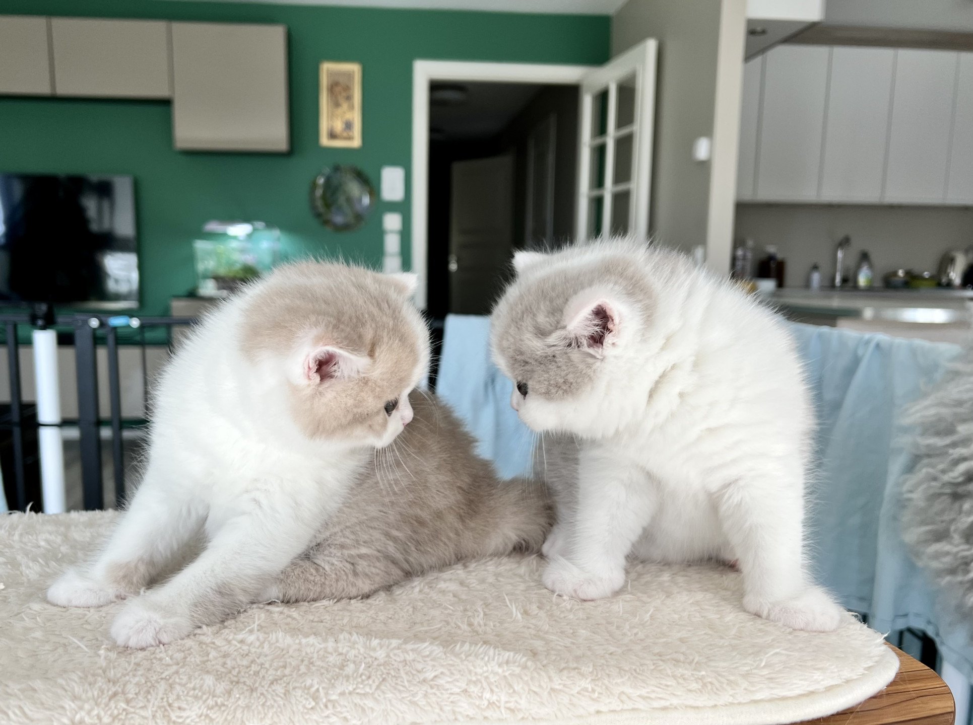 cat British Shorthair lilac spotted tabby bicolor Fnugg NO*Superpusen