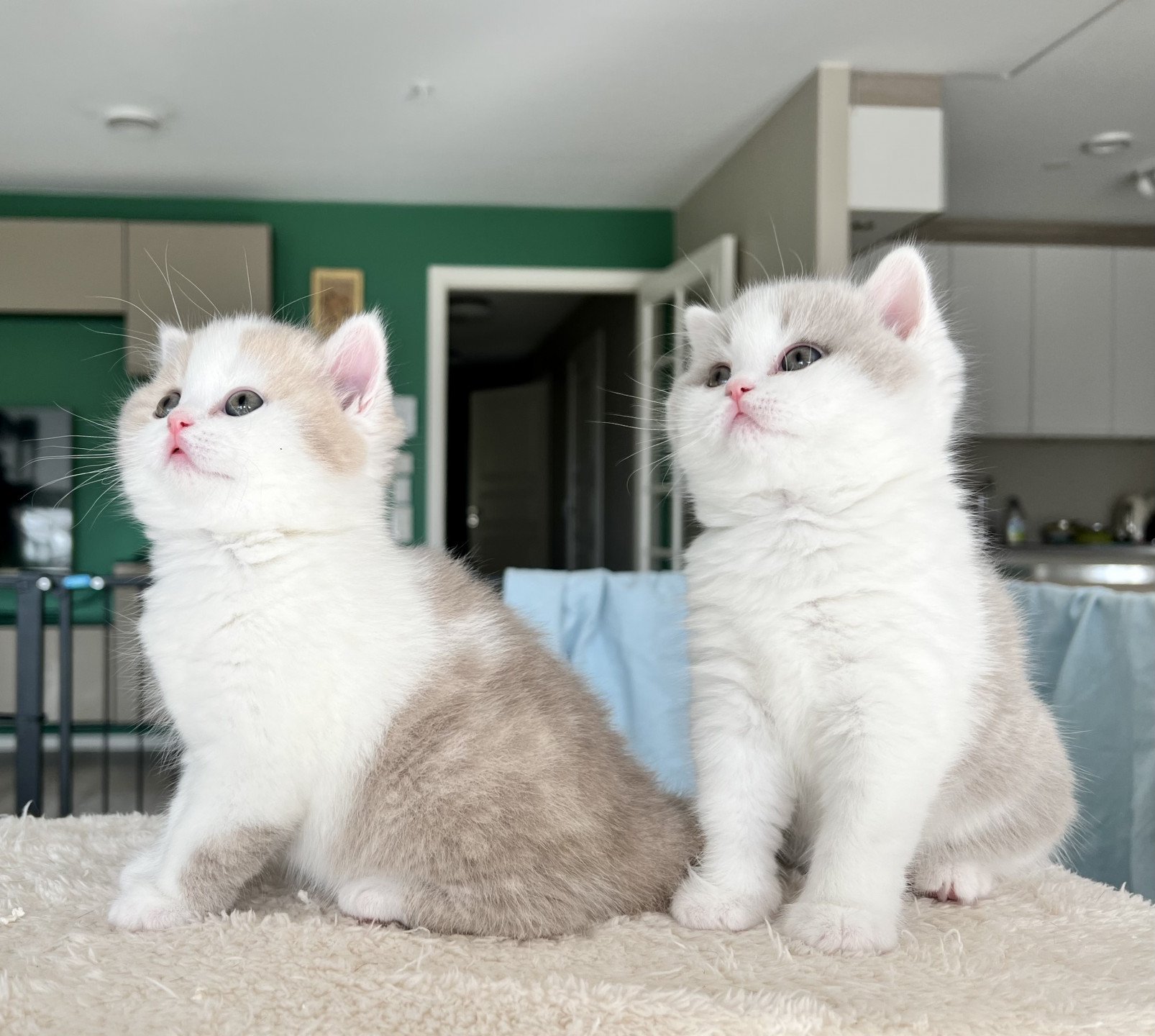 cat British Shorthair lilac spotted tabby bicolor Fnugg NO*Superpusen