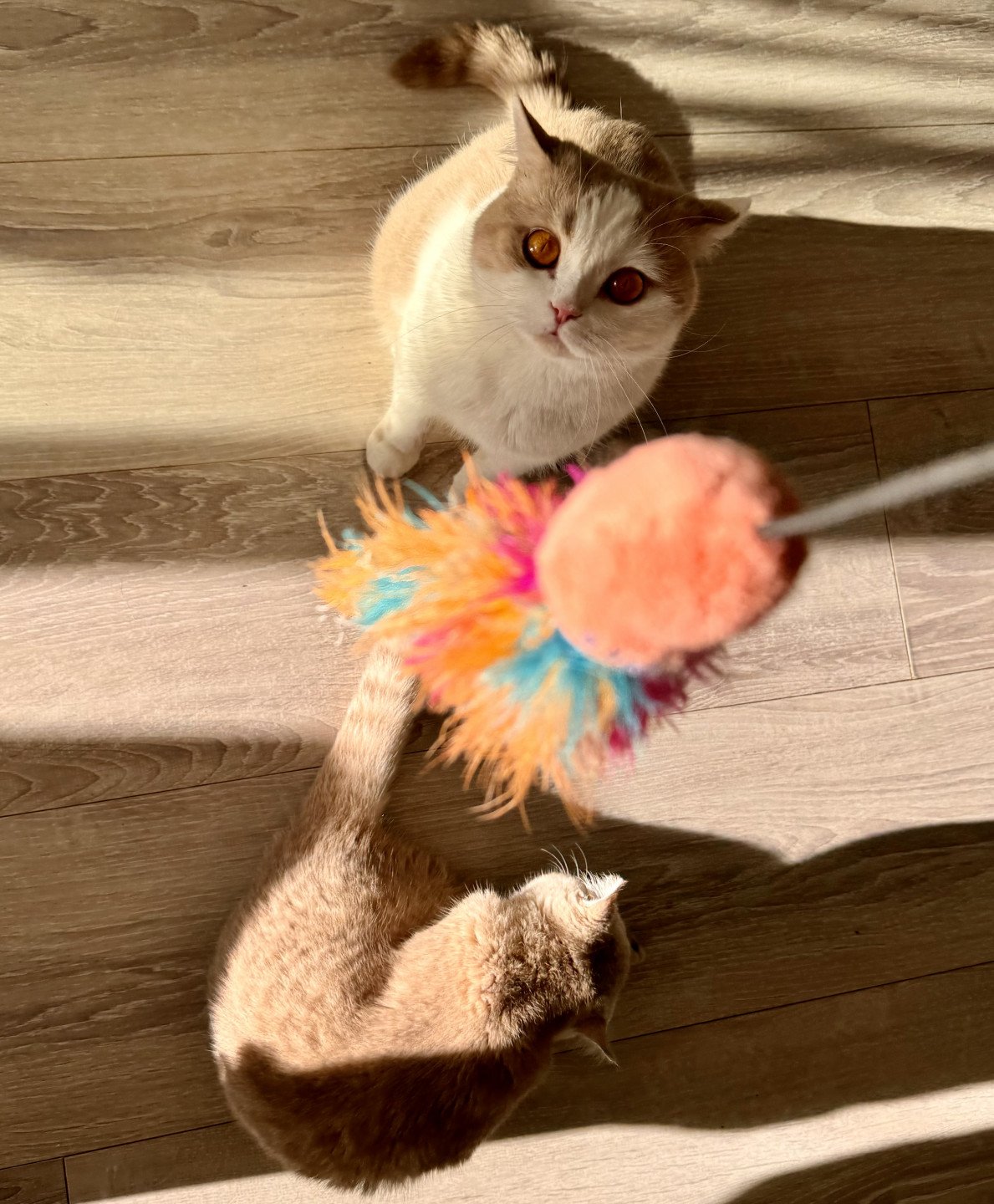 cat British Shorthair lilac spotted tabby bicolor Fnugg NO*Superpusen