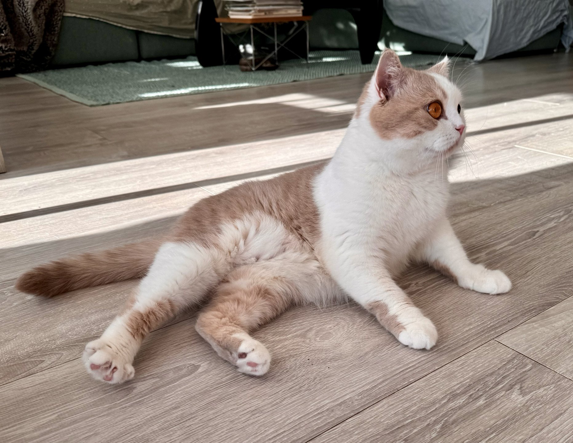 cat British Shorthair lilac spotted tabby bicolor Fnugg NO*Superpusen