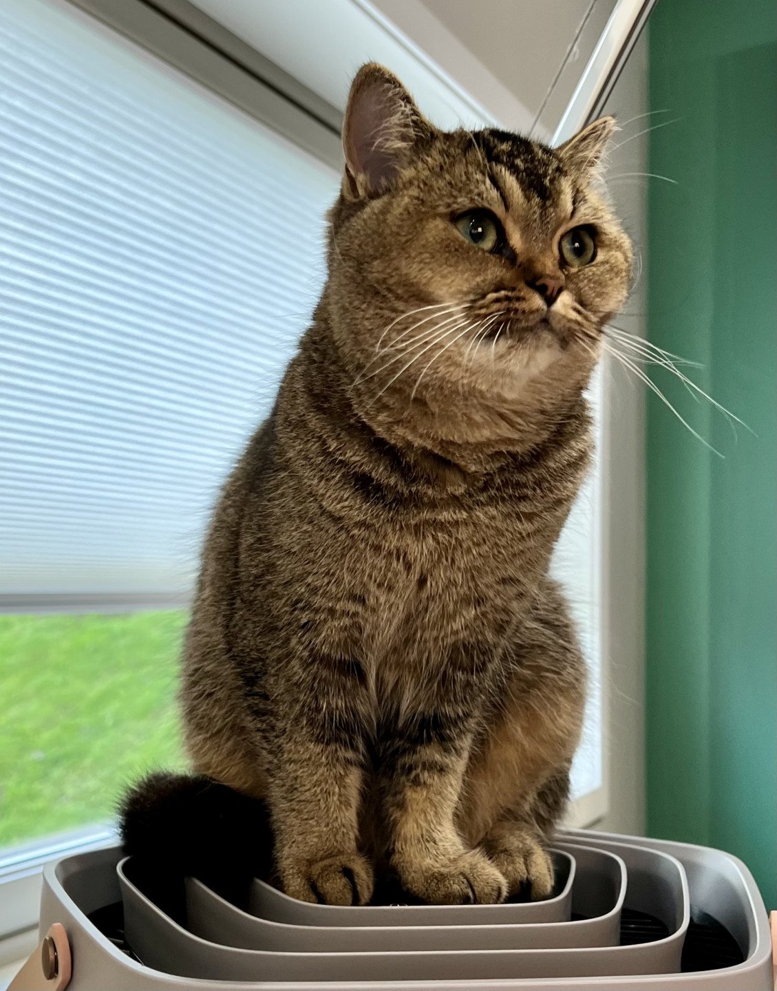 cat British Shorthair Golden Delicious NO*Superpusen