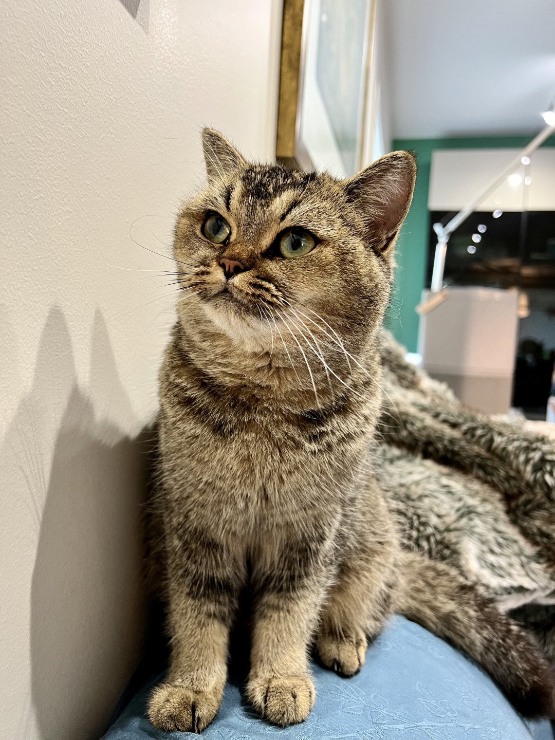 cat British Shorthair Golden Delicious NO*Superpusen