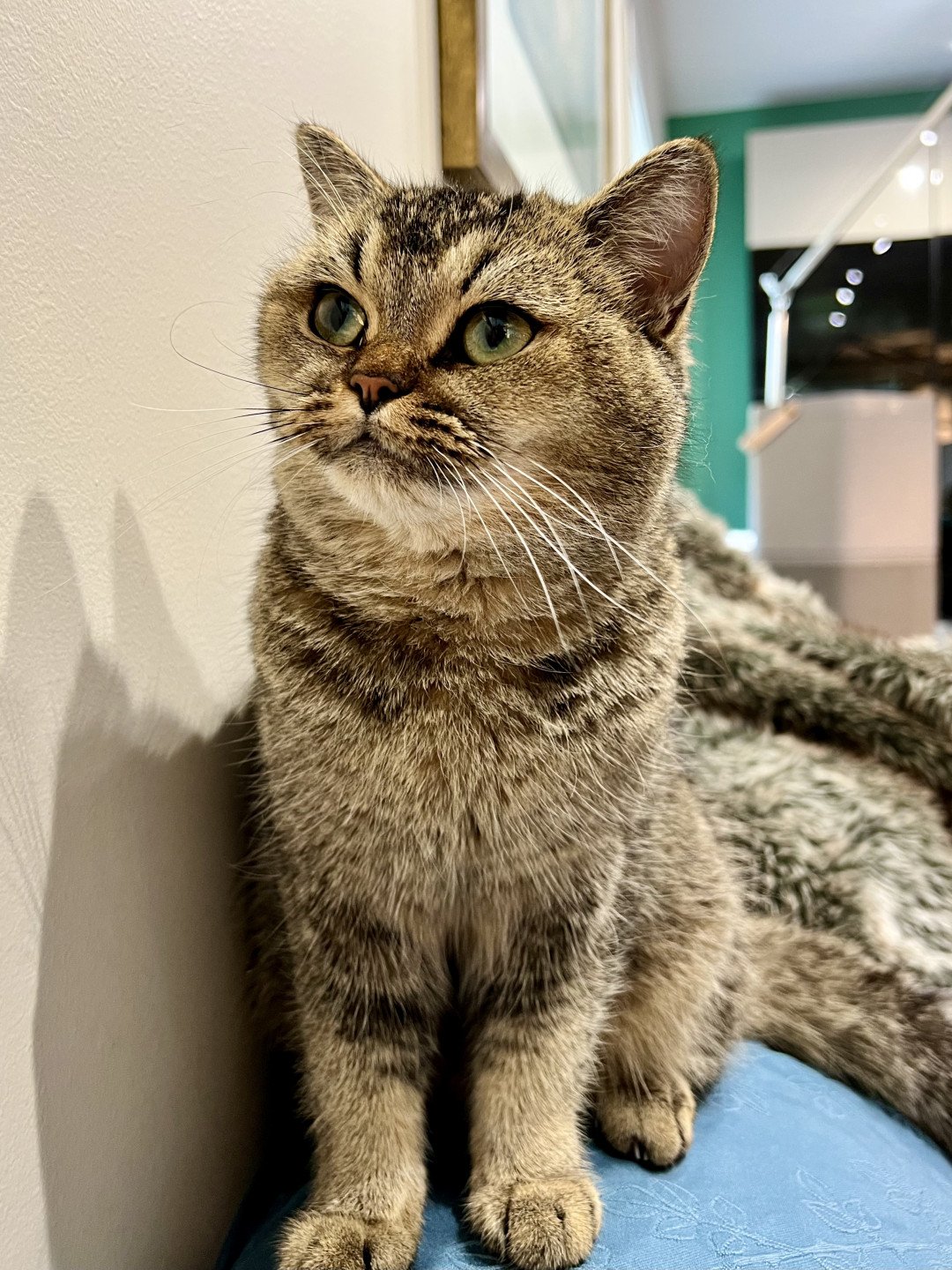 cat British Shorthair Golden Delicious NO*Superpusen
